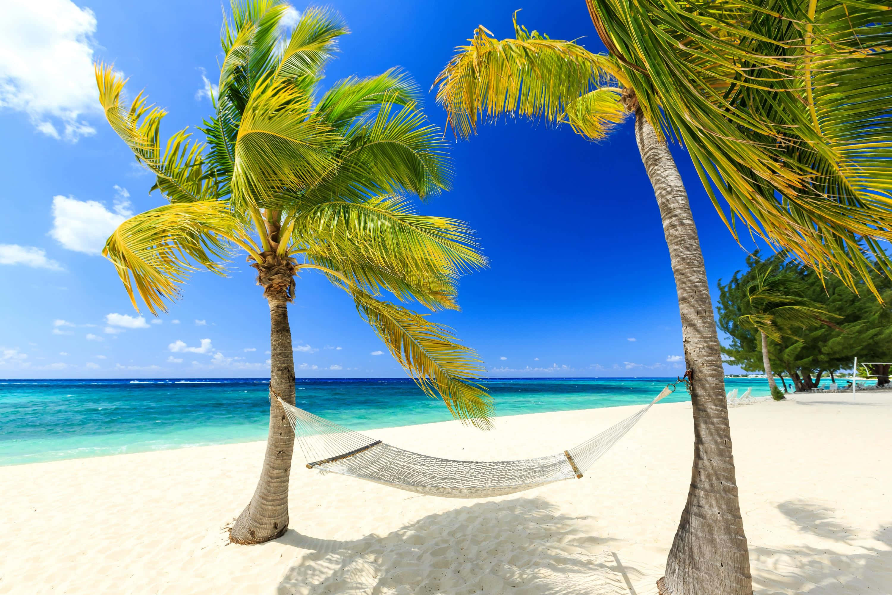 Beach Palm Trees 桌布 壁紙 — 一個白色吊床掛在兩棵棕櫚樹之間，位於純淨的白色沙灘上，背景是碧綠的海洋和明亮的藍天。