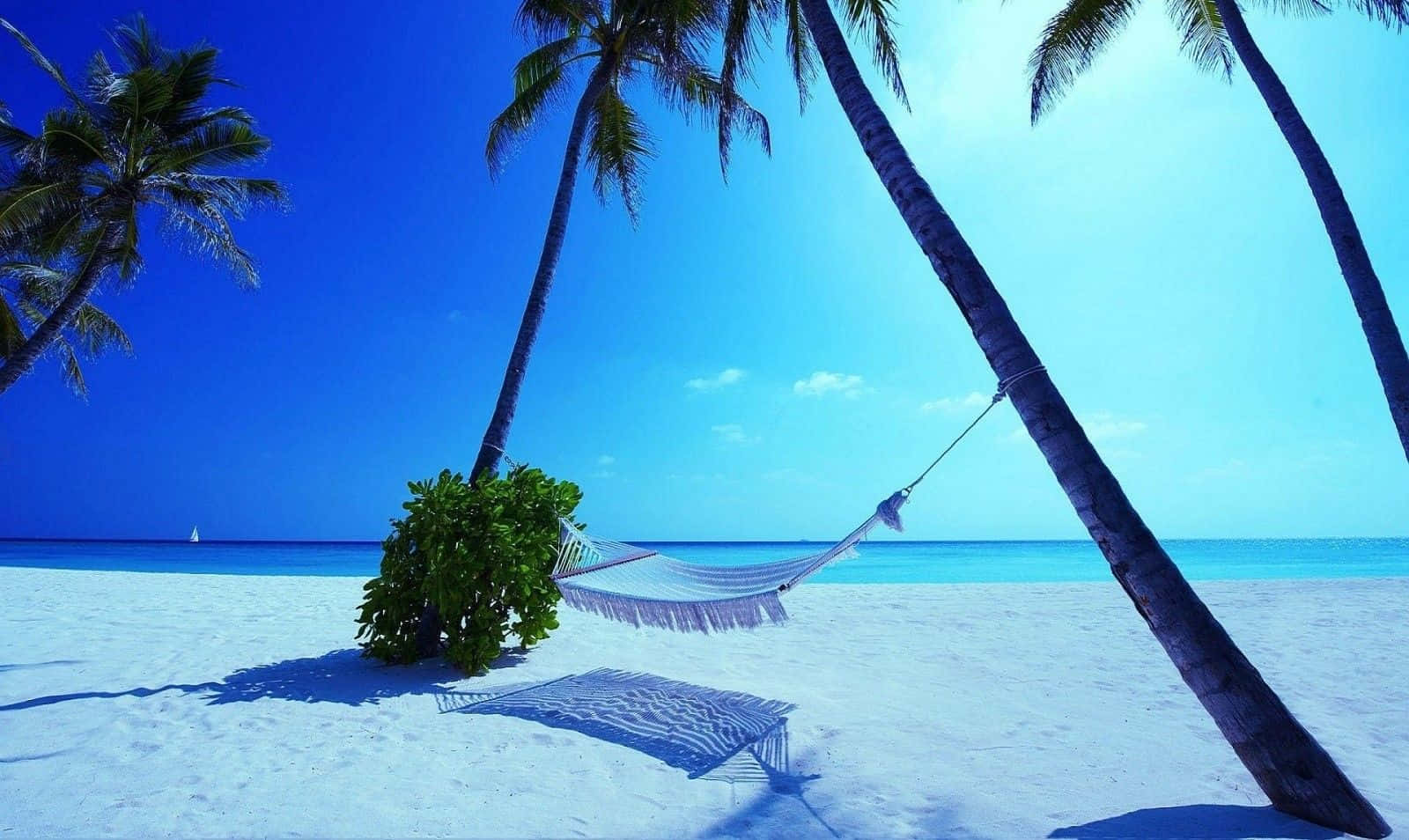 Maldives Beach 桌布 壁紙 — 一個白色吊床掛在棕櫚樹之間，位於純淨的白色沙灘上，上方是充滿活力的藍天和碧綠色的海洋。