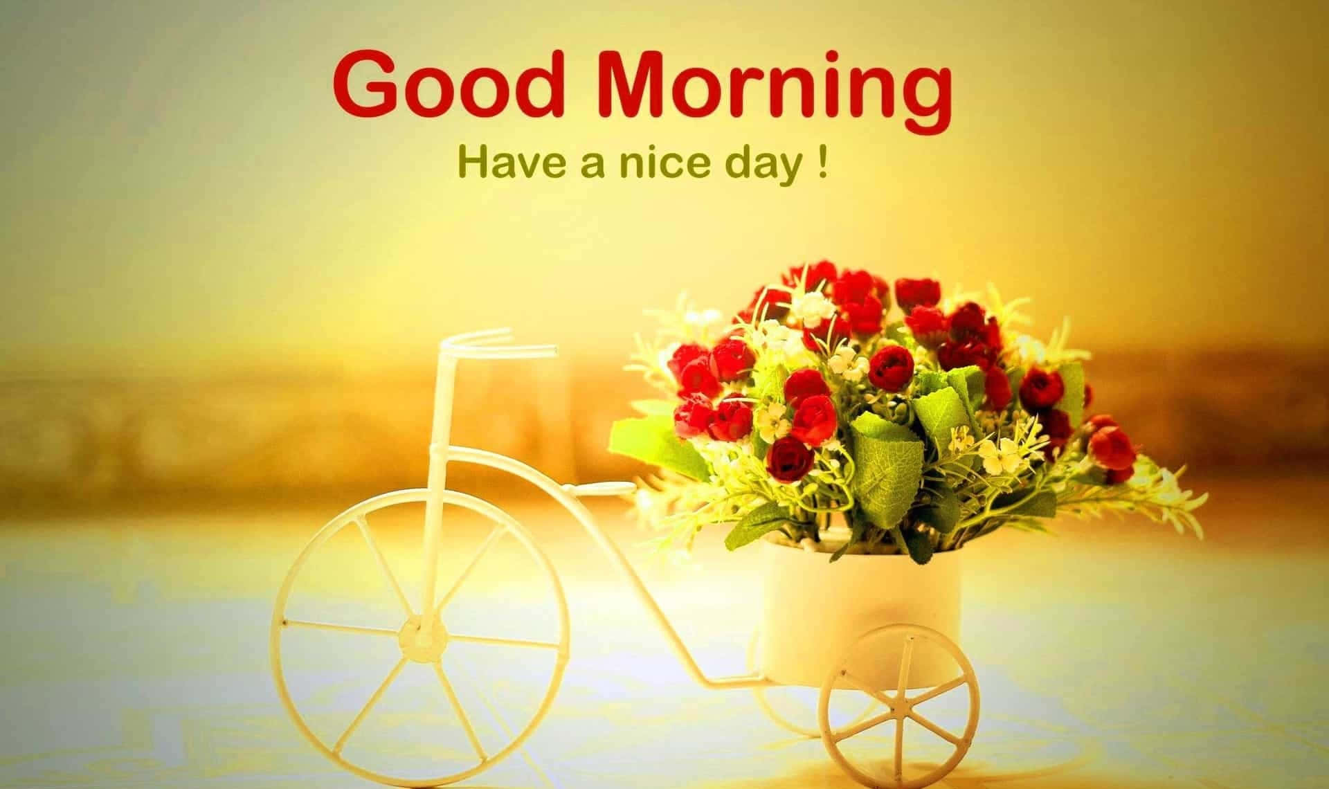 Good Morning 桌布 壁紙 — 一個白色單車形狀的花瓶，裝滿了紅玫瑰和綠葉，沐浴在溫暖的金色晨光中。