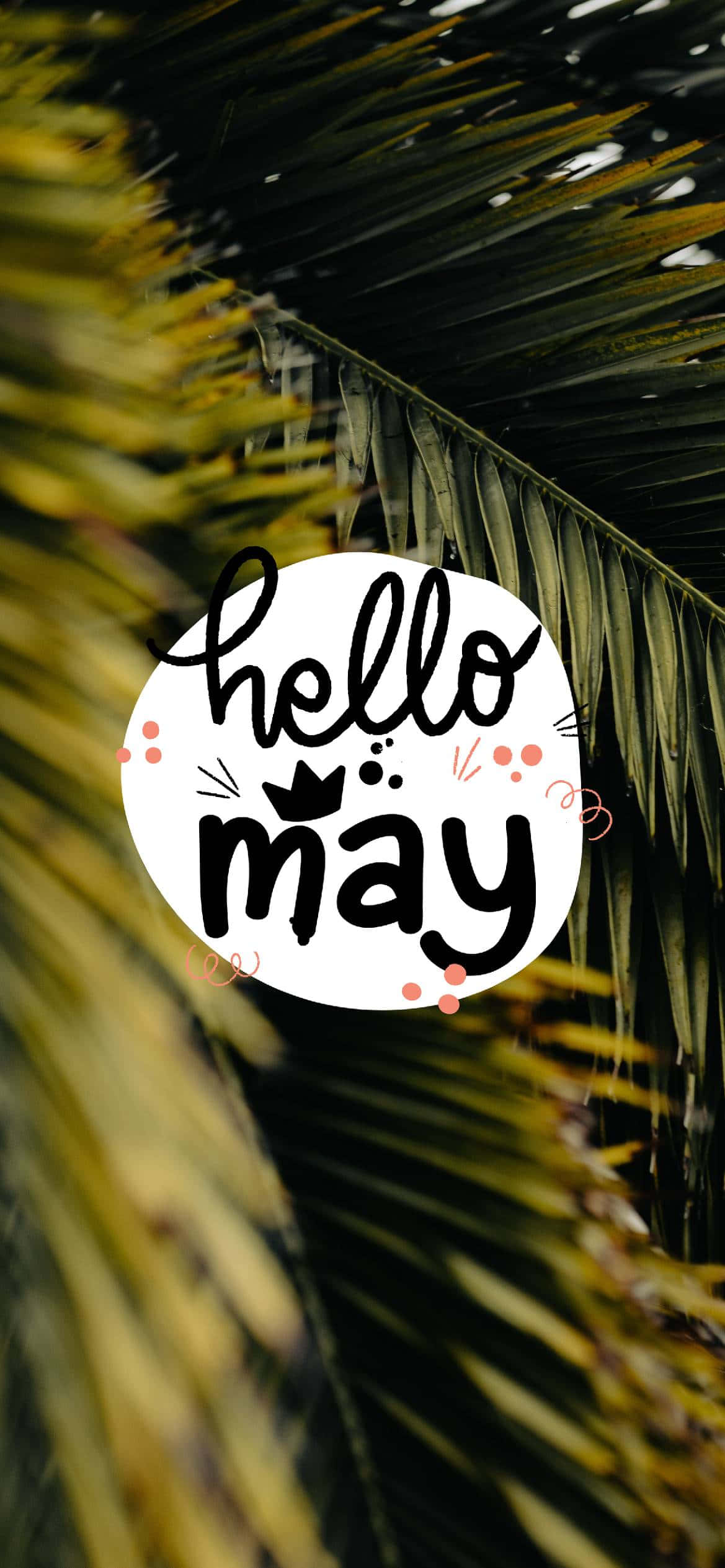 May 桌布 壁紙 — 一個白色圓圈，上面有黑色草書字體的「hello may」，背景是模糊的綠色棕櫚葉。