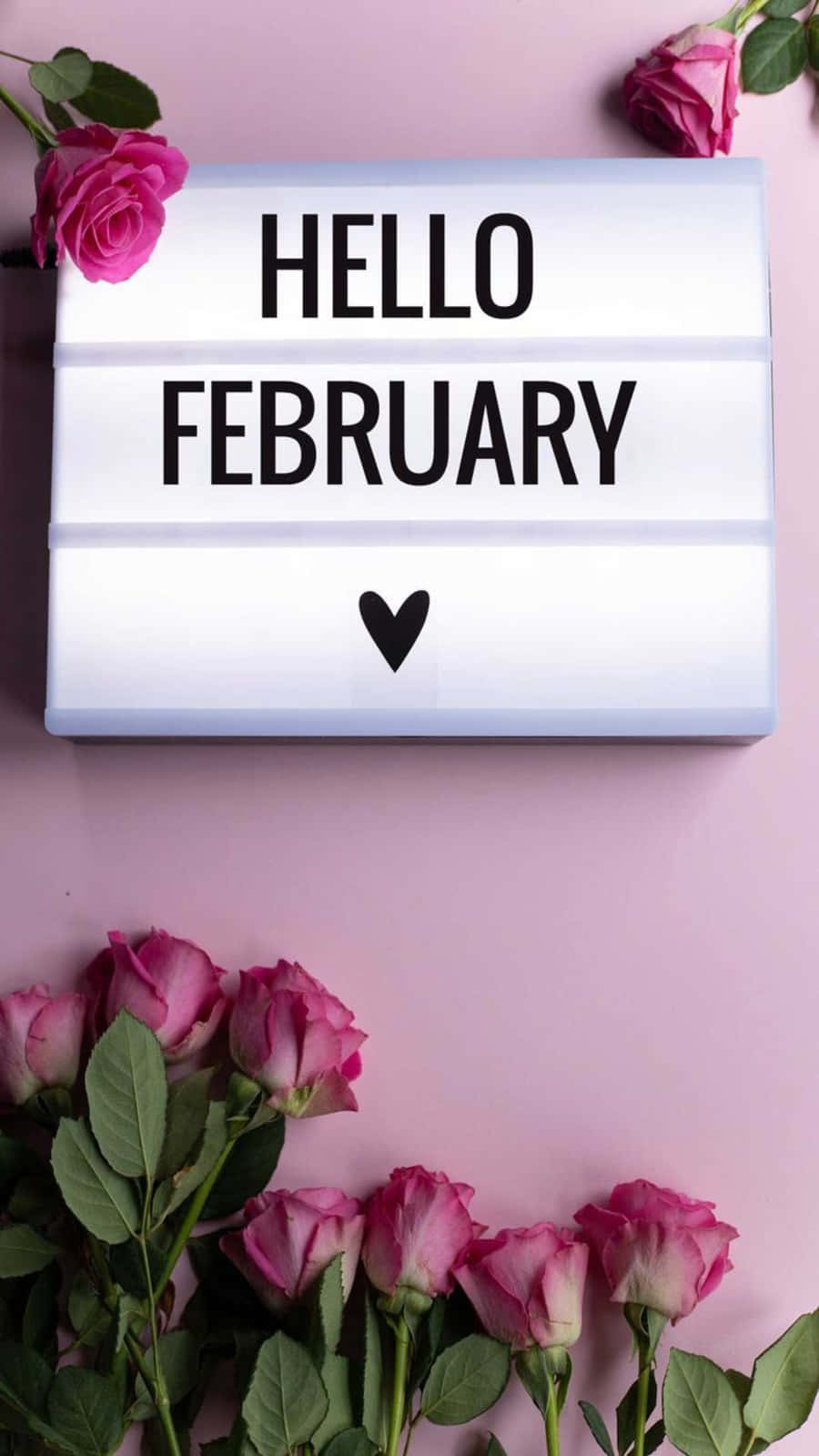 February iPhone 桌布 壁紙 — 一個白色燈箱顯示「HELLO FEBRUARY」，帶有心形符號，周圍環繞著粉紅玫瑰，背景為柔和粉紅色。