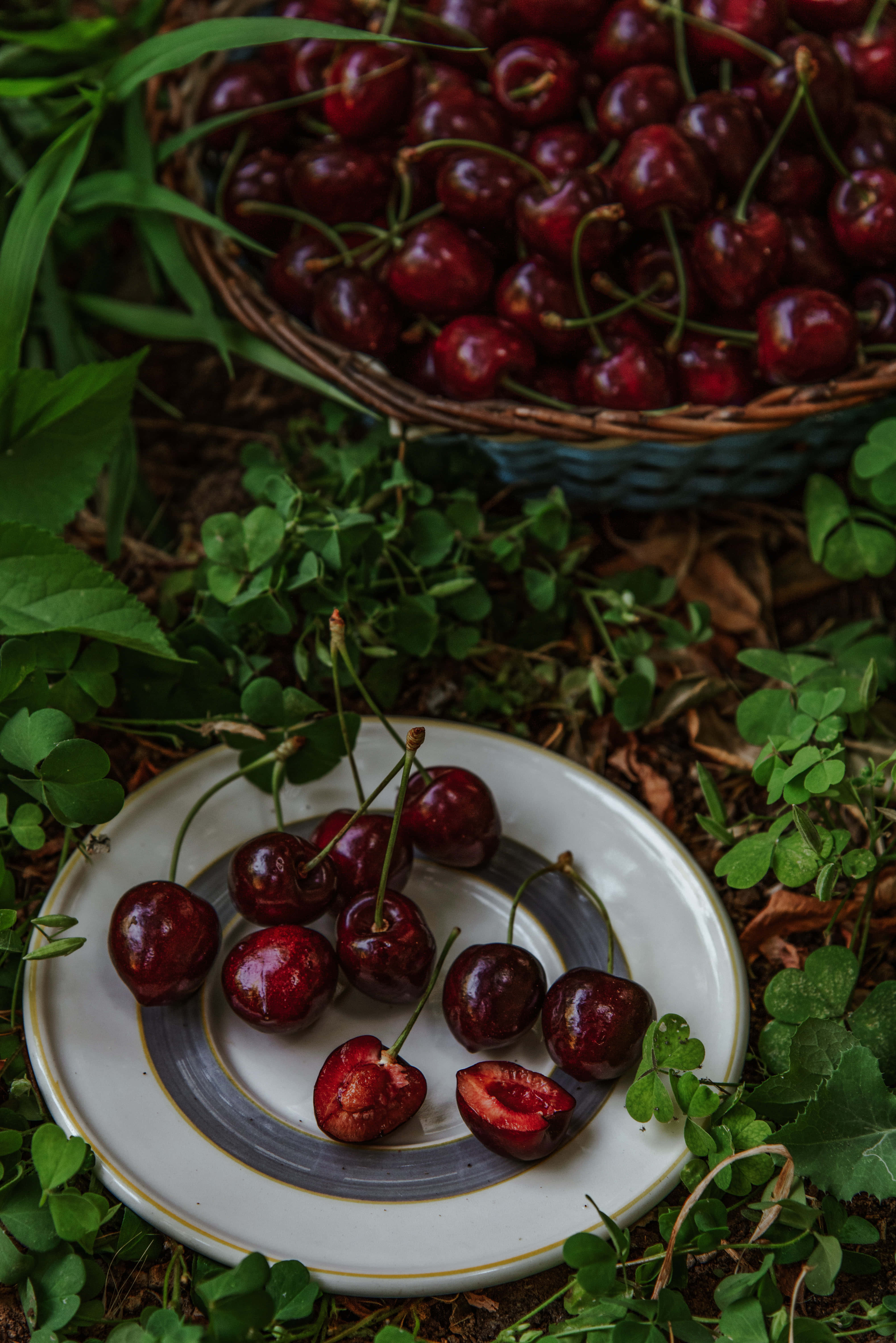 Black Cherry 桌布 壁紙 — 一個白色碟子上放著光澤的紅色車厘子，其中一個切半，旁邊有一個編織籃子，裡面裝滿更多車厘子，藏在綠色三葉草中。
