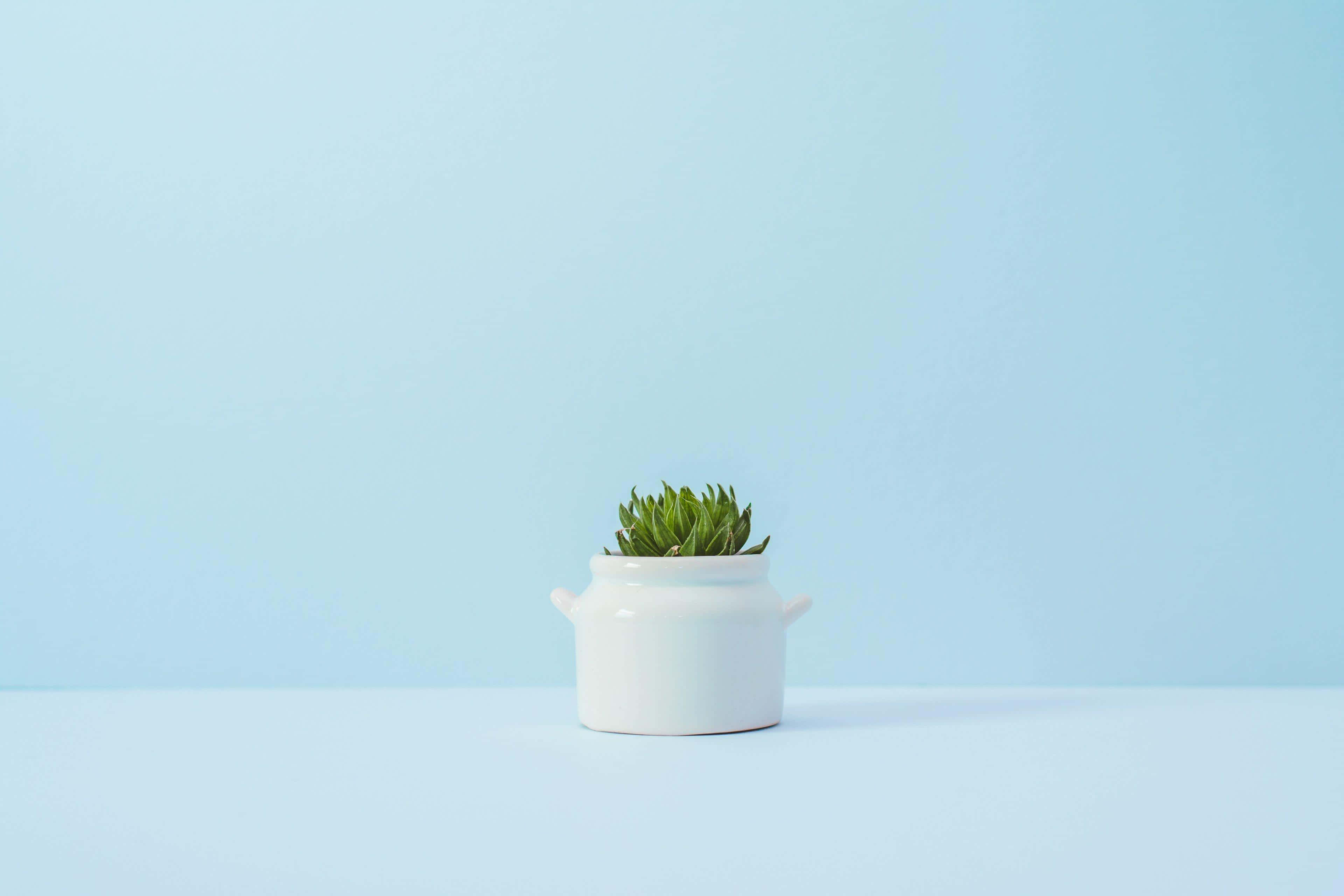 Ceramics 桌布 壁紙 — 一個白色陶瓷花盆中的小綠色多肉植物，置於淺藍色表面中央，背景為相配的藍色。