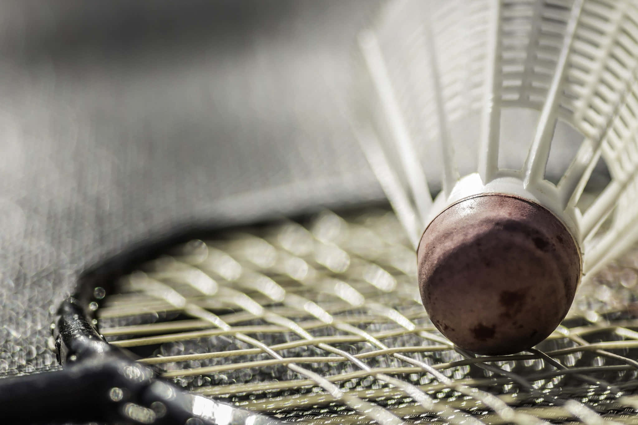 Badminton 桌布 壁紙 — 一個磨損嘅羽毛球停喺羽毛球拍線上面嘅特寫，景深較淺。