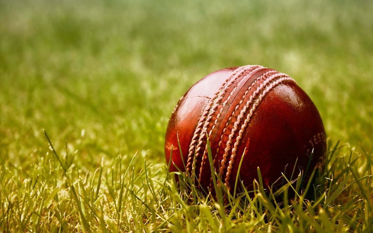 Cricket 桌布 壁紙 — 一個磨損的紅色皮革板球在溫暖陽光下靜置於鮮綠色草地上。