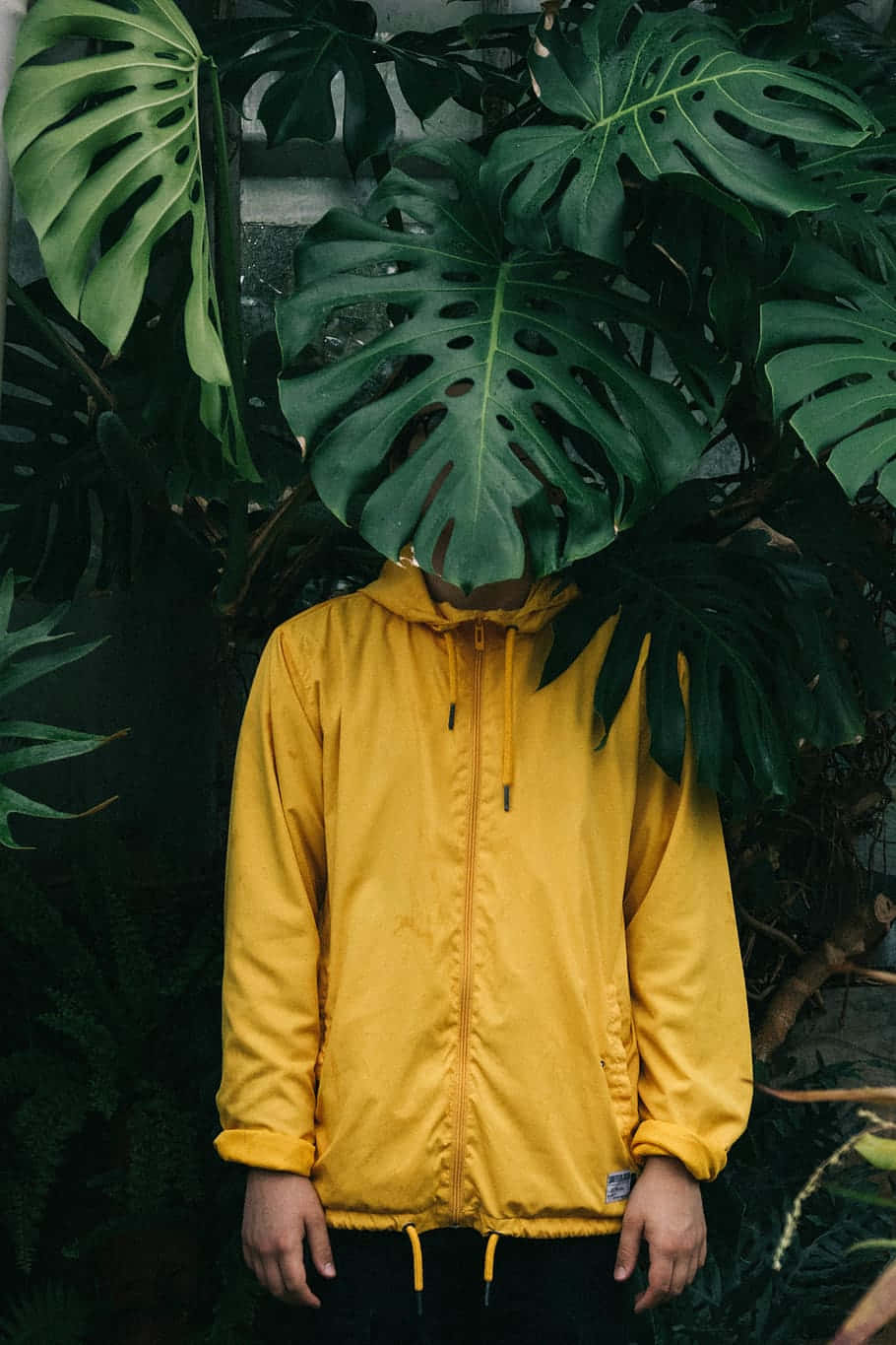 Yellow Raincoat 桌布 壁紙 — 一個穿著亮黃色外套的人隱藏在茂密綠色叢林中的巨大龜背竹葉後面。