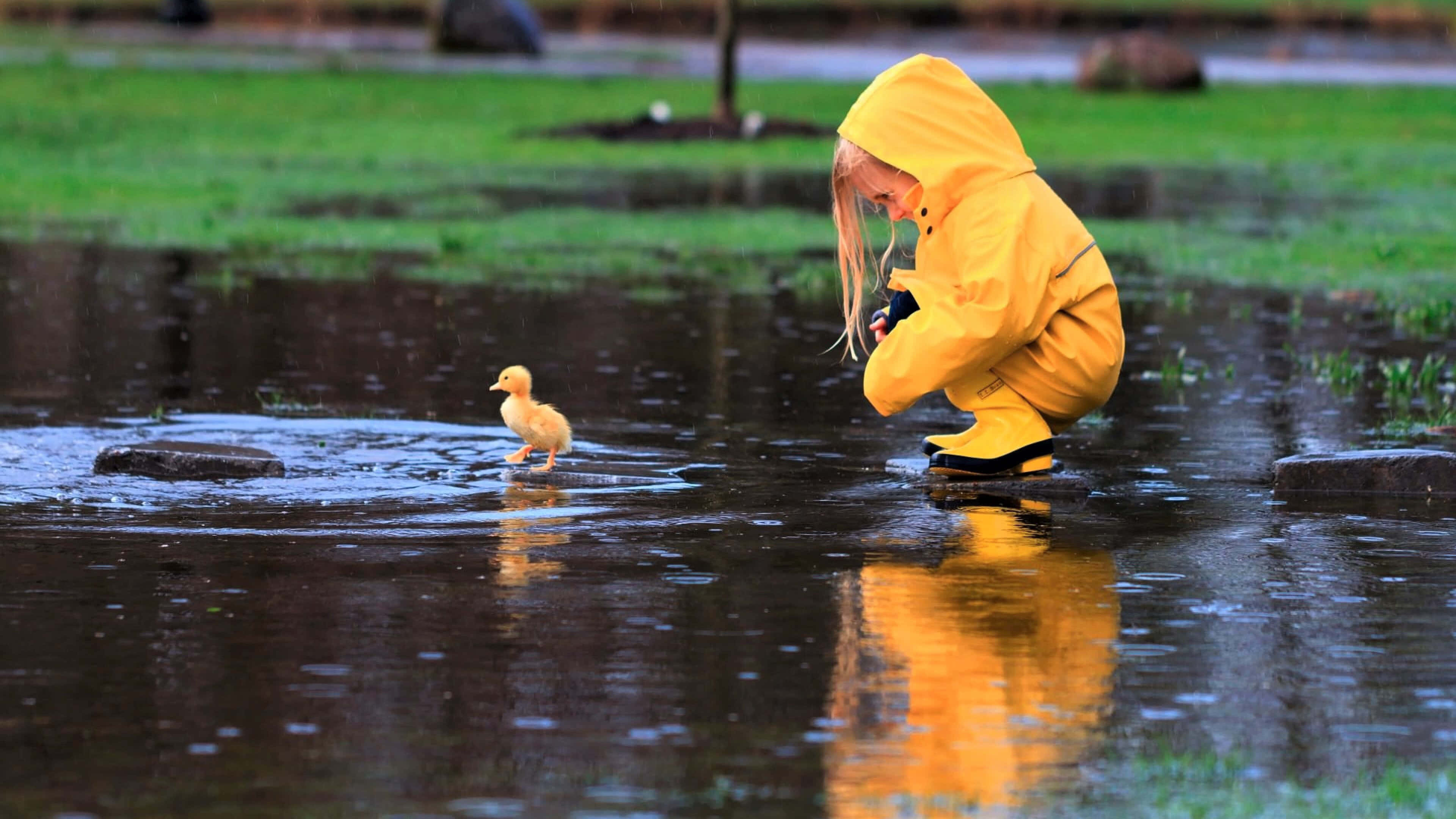 Yellow Raincoat 桌布 壁紙 — 一個穿著亮黃色雨衣的小孩蹲在水坑旁，看著一隻小鴨子在水裡搖搖擺擺地走過。
