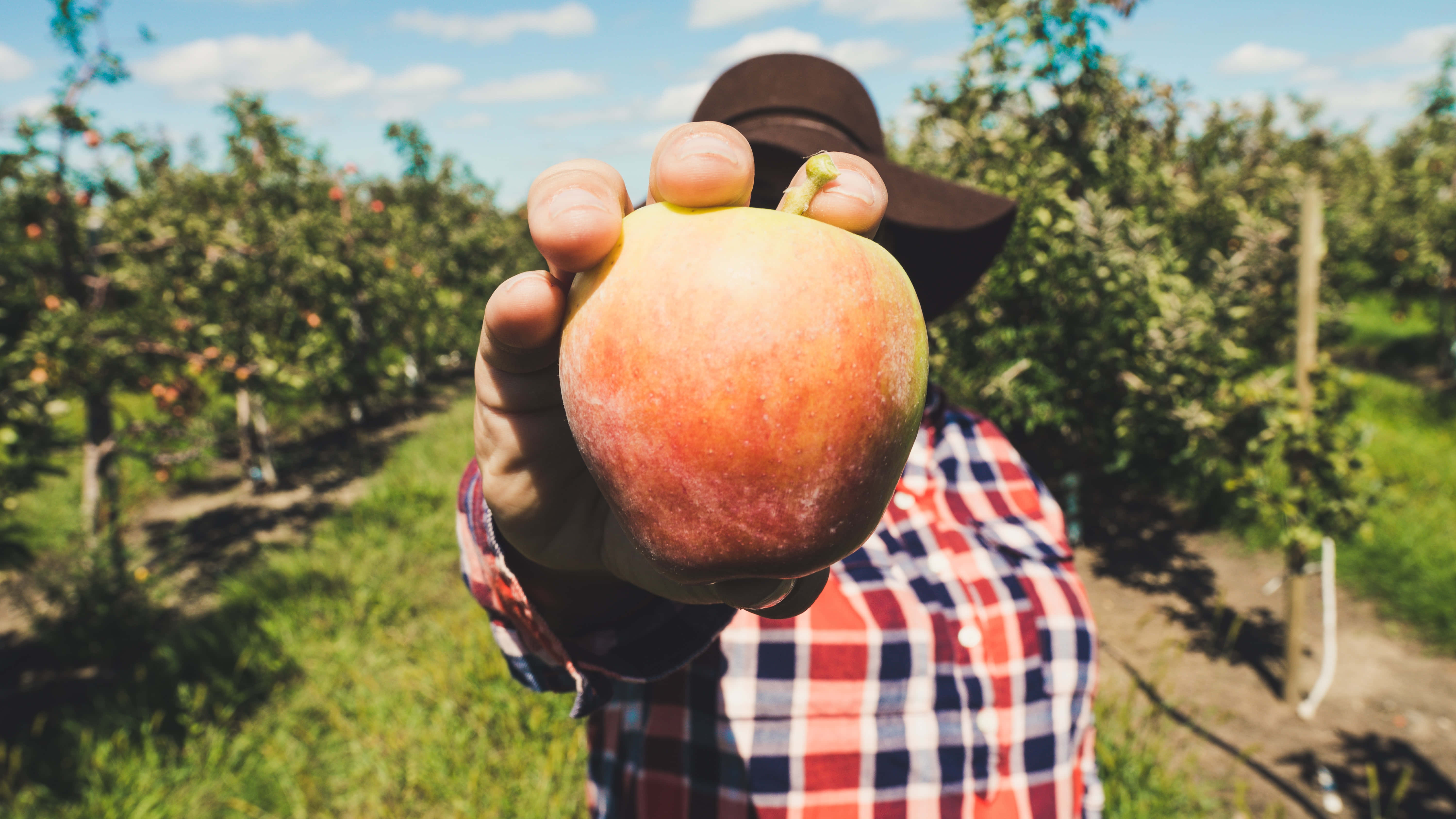 Apple Picking 桌布 壁紙 — 一個穿著格子襯衫的人，在陽光明媚的果園裡拿著一個成熟的紅蘋果朝向鏡頭。
