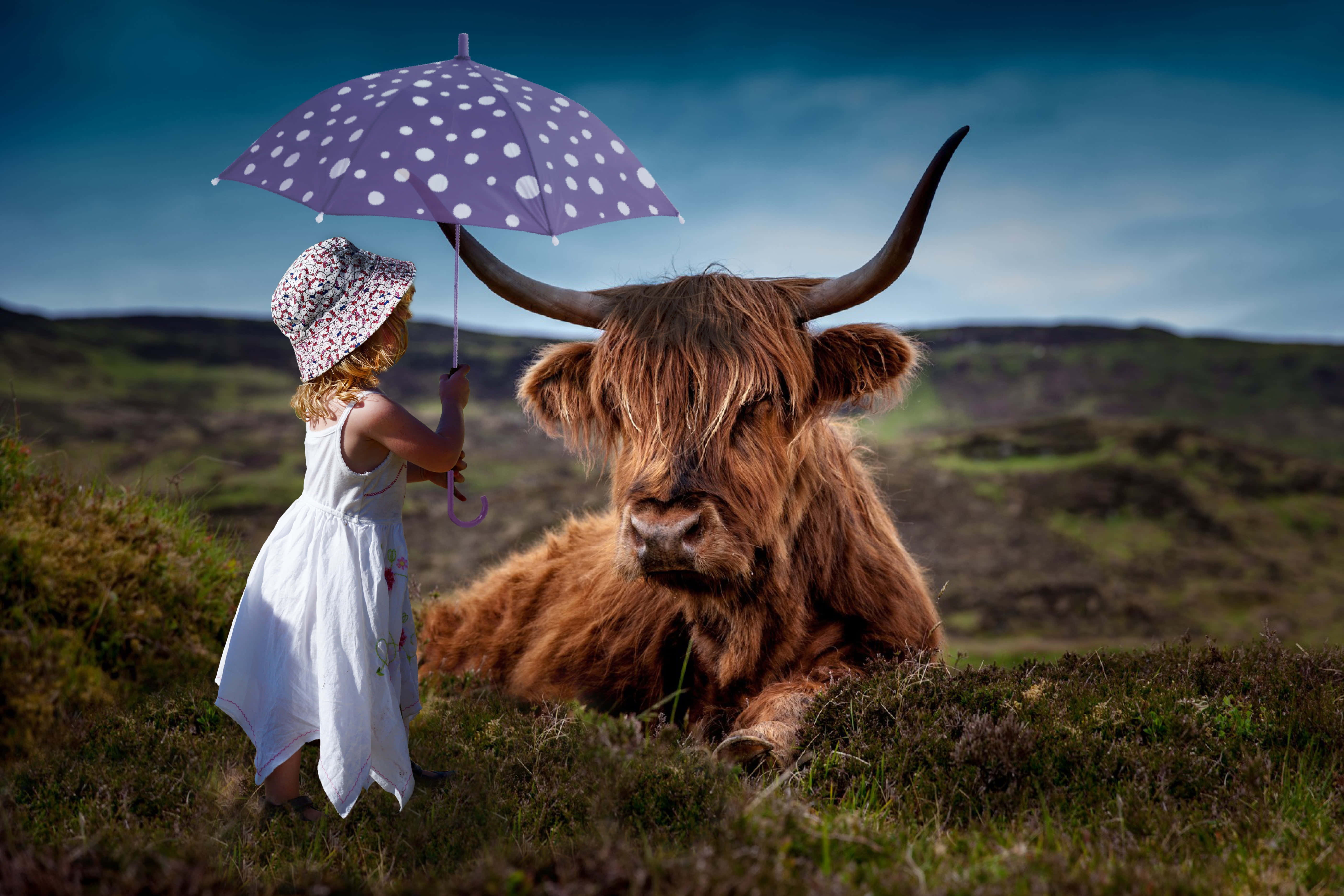 Highland Cow 桌布 壁紙 — 一個穿著白色連衣裙的小女孩在草地上為一隻休息中的高地牛撐著一把紫色圓點雨傘。