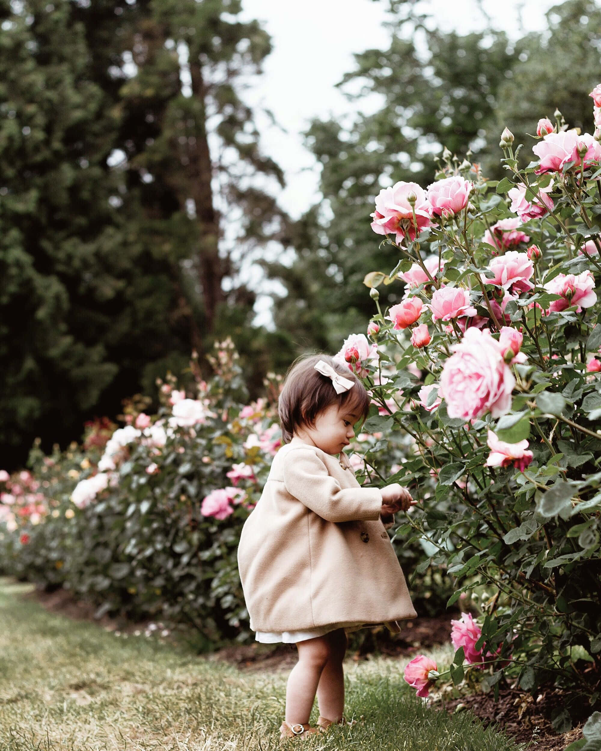 Garden Photography 桌布 壁紙 — 一個穿著米色外套的幼兒，喺一個由高大常青樹環繞嘅茂盛花園中，輕輕觸摸粉紅色玫瑰。
