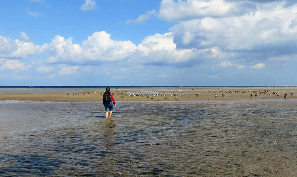 Beach Walk 桌布 壁紙 — 一個穿著紅色外套嘅人喺廣闊嘅潮灘上嘅淺水中行走，頭頂係晴朗嘅藍天同蓬鬆嘅白雲。