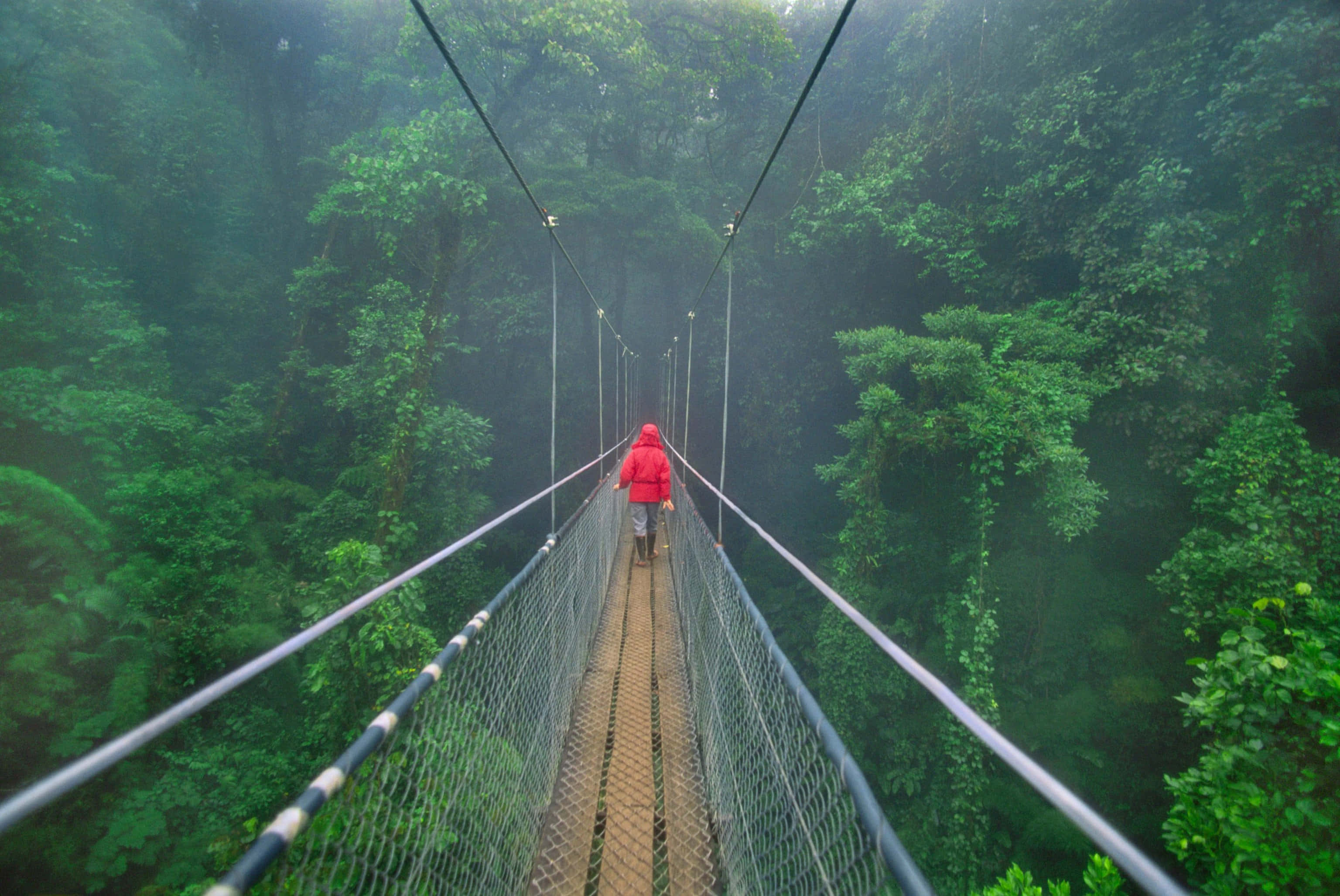 Costa Rica 桌布 壁紙 — 一個穿著紅色外套的孤獨身影，走過一條迷霧中的吊橋，穿越茂密的翡翠叢林。