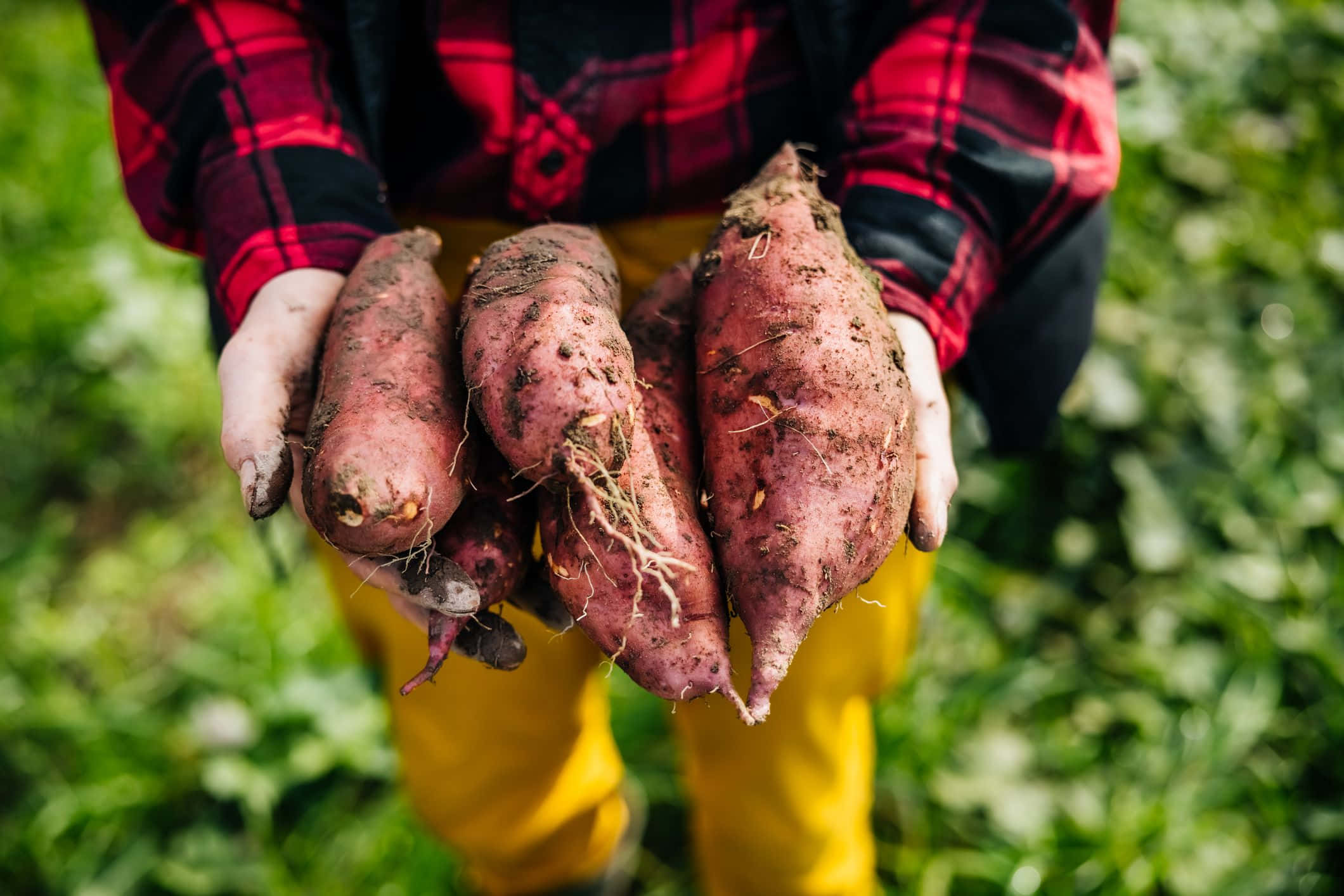 Yellow Sweet Potato 桌布 壁紙 — 一個穿著紅色格仔衫和黃色褲子的人，拿著剛收成的番薯，上面還沾著泥土和根，背景是模糊的綠色田野。
