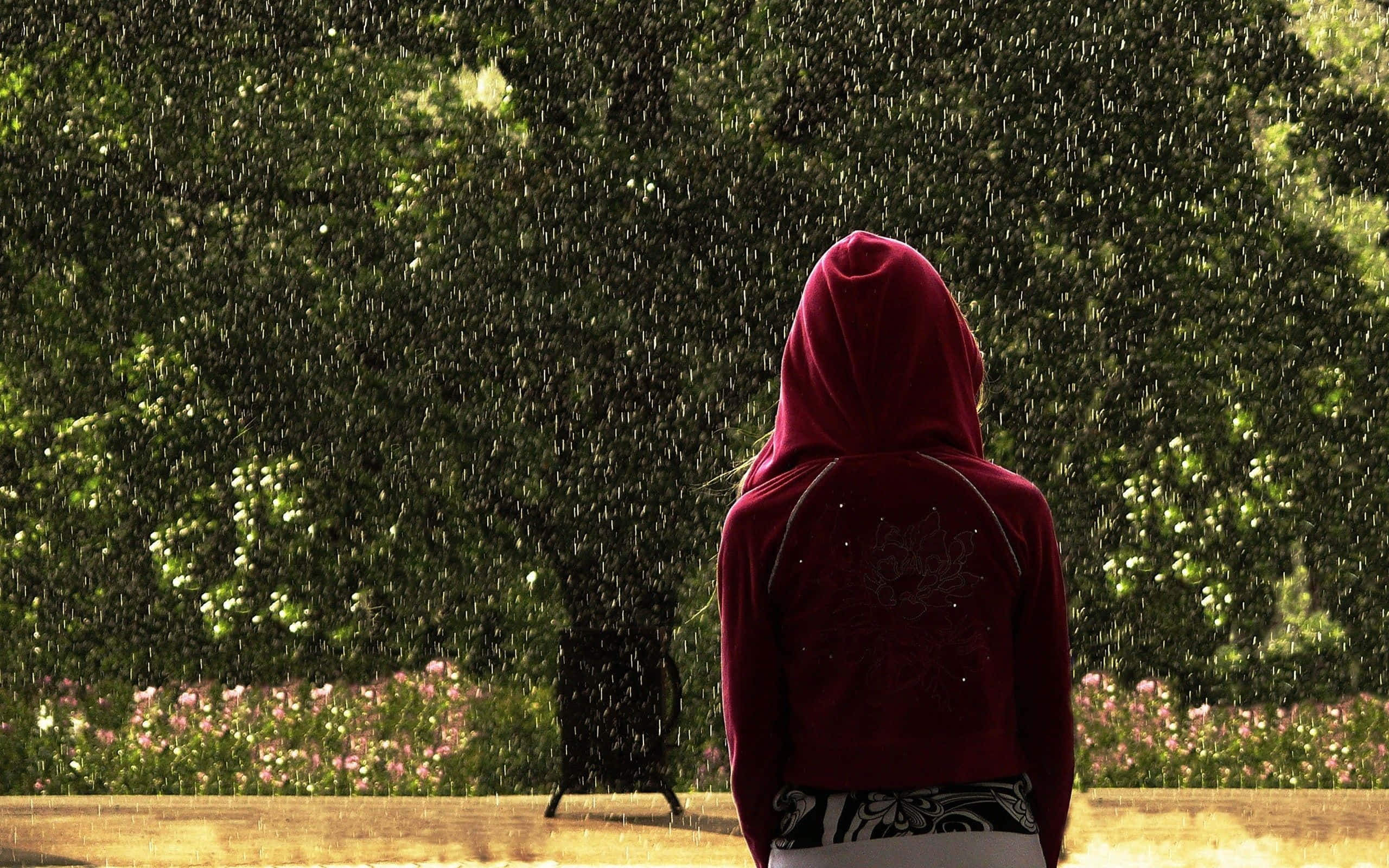 Red Hoodie 桌布 壁紙 — 一個穿著紅色連帽衫的人獨自站在落雨中，面向陽光普照的綠色森林，森林裡有粉紅色的花朵。