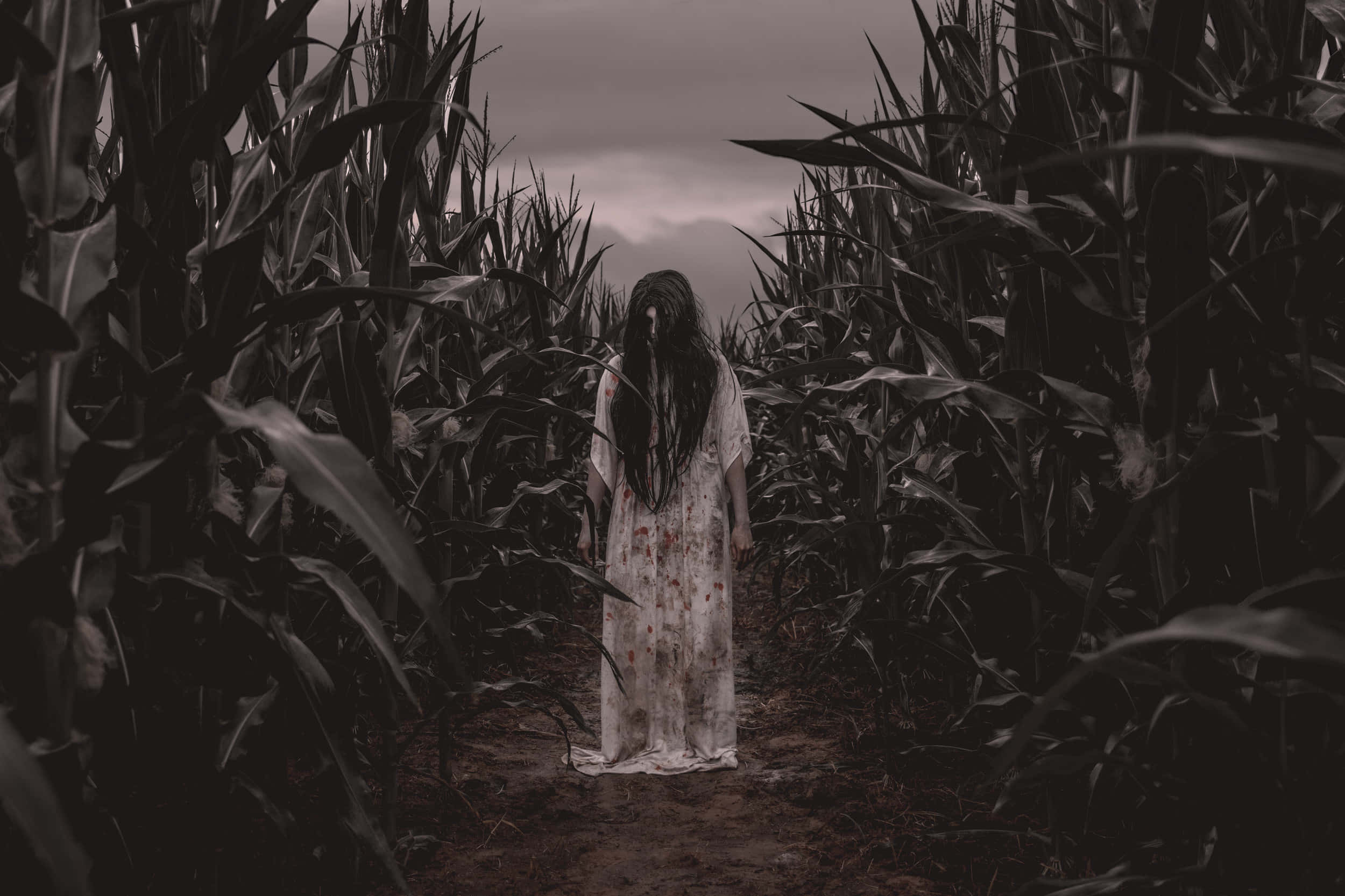 Haunted Corn Mazes 桌布 壁紙 — 一個穿著血跡斑斑連衣裙的幽靈般身影，站在陰沉天空下的黑暗玉米田裡。