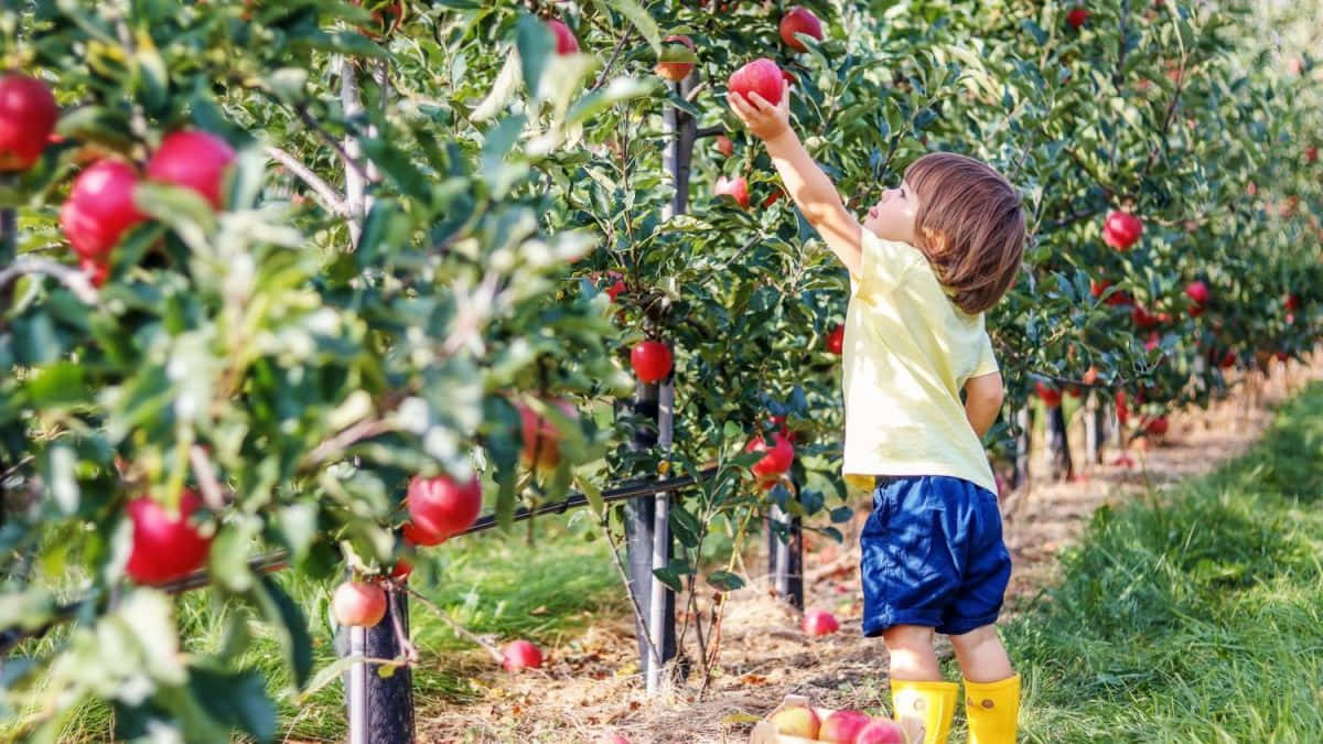 Fall Apples 桌布 壁紙 — 一個穿著黃色靴子的小孩伸手去摘陽光普照的果園行中成熟的紅蘋果。