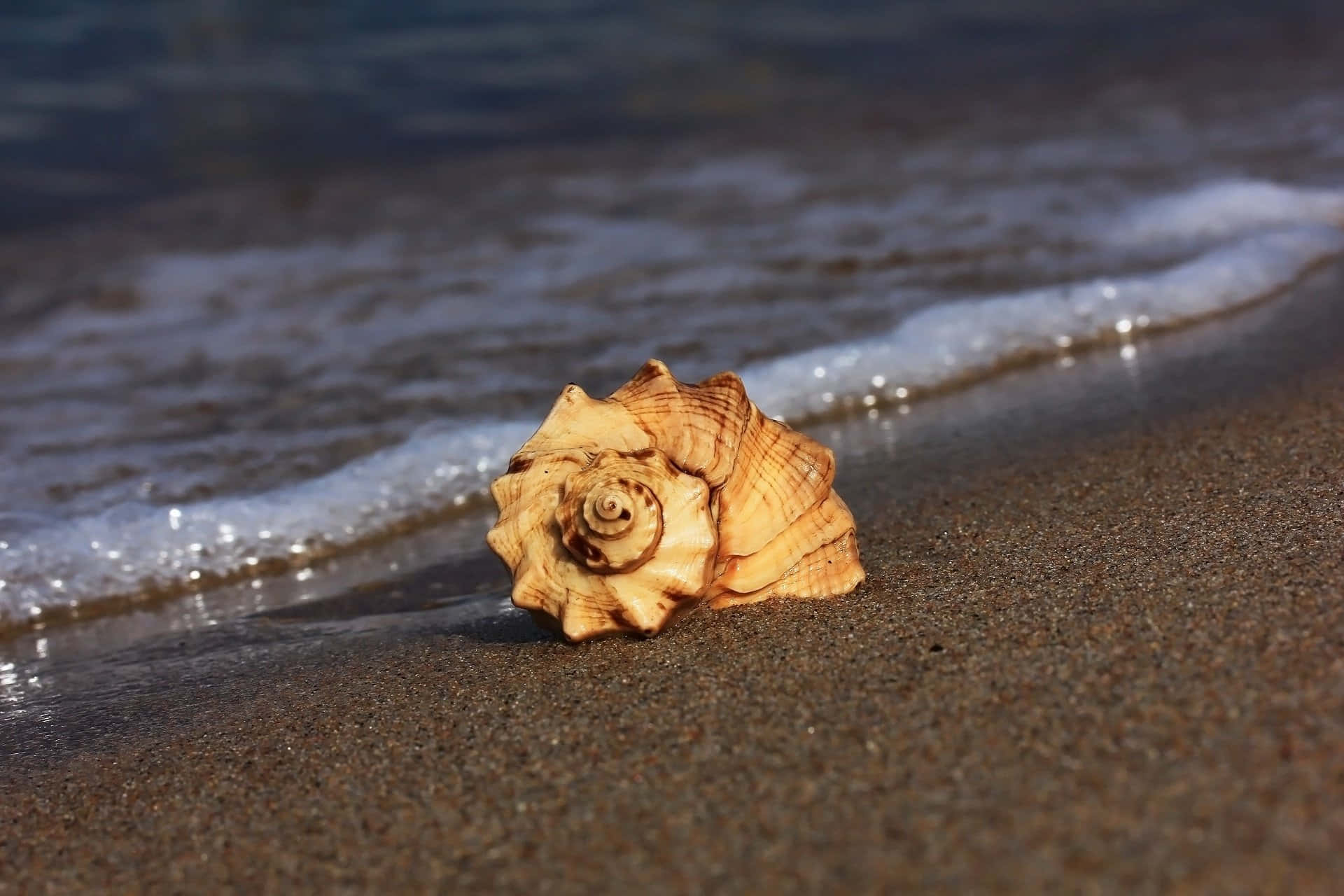 Shell 桌布 壁紙 — 一個精細的螺旋貝殼擱在濕沙上，溫柔的海浪在黃金時段湧入。