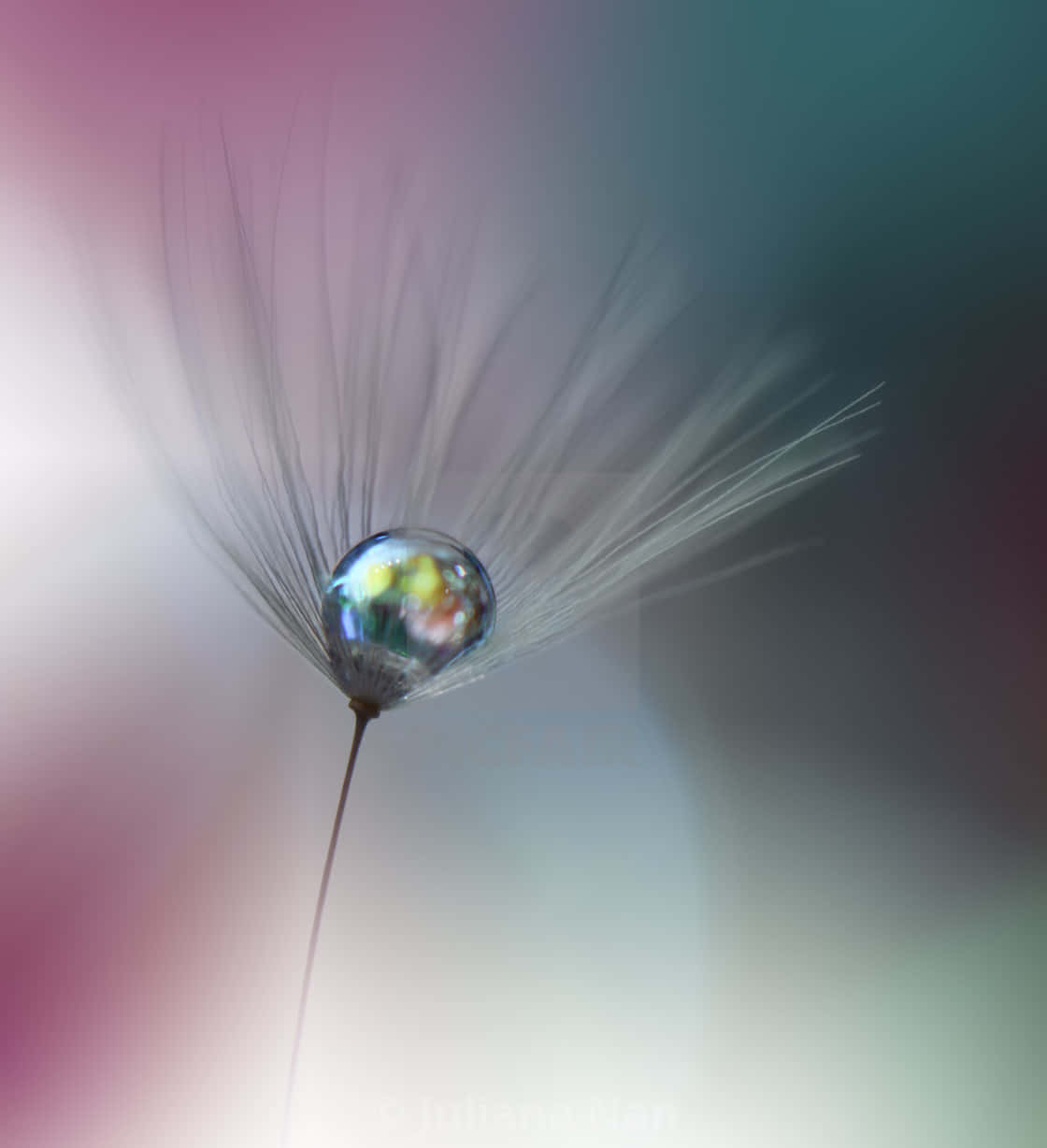 Beautiful Macro 桌布 壁紙 — 一個精緻的蒲公英種子頭，含著一顆閃爍的露珠，在柔和的漸變背景上反射出彩虹色彩。