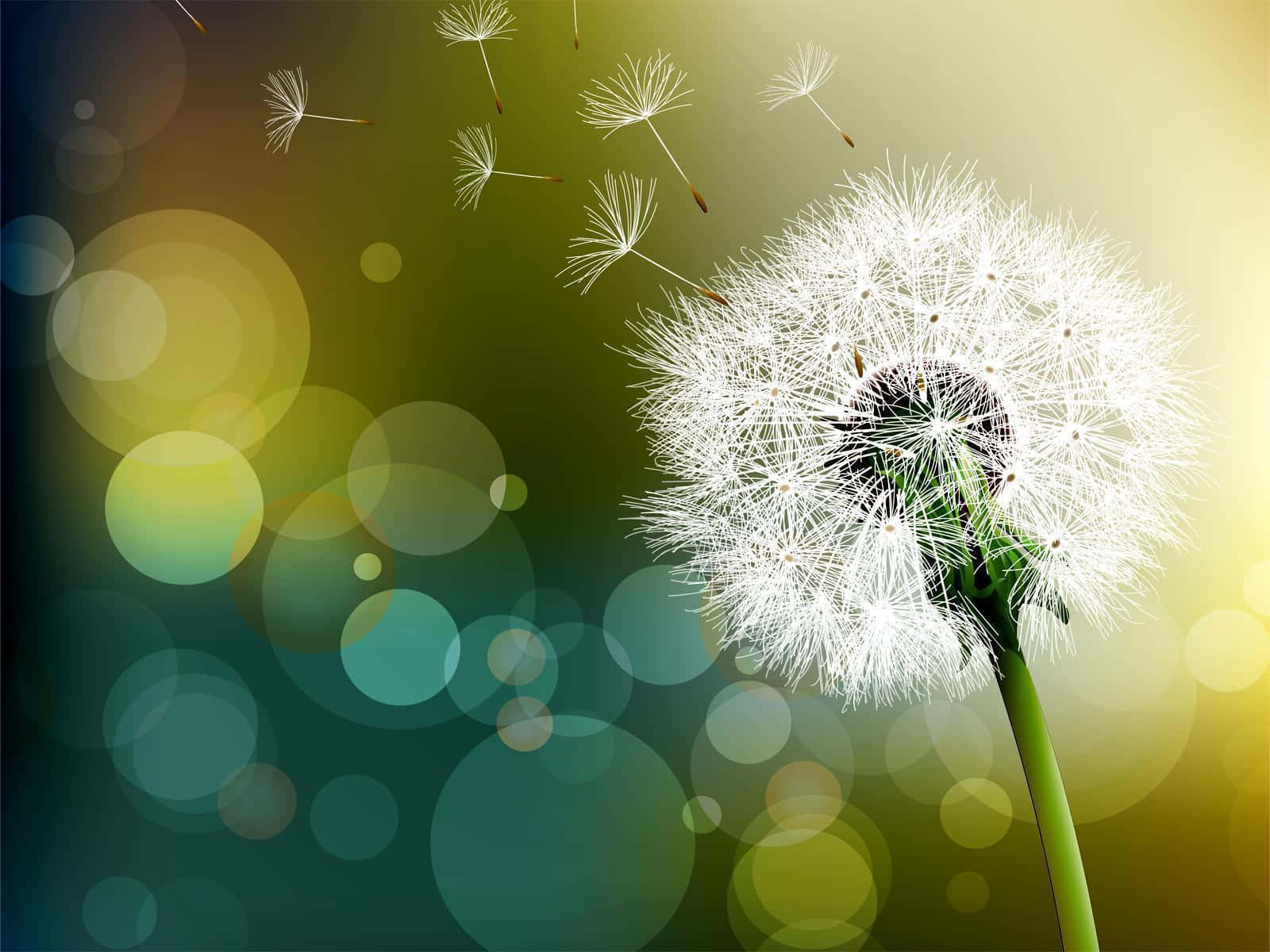 Dandelion 桌布 壁紙 — 一個精緻的蒲公英種子頭將蓬鬆的白色種子釋放到一個夢幻般的散景背景中，背景帶有綠色、黃色和藍綠色調。
