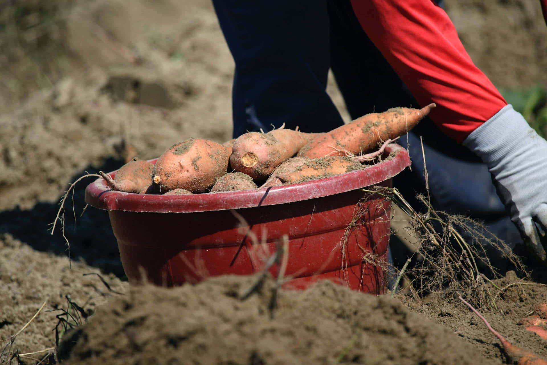 Red Potatoes 桌布 壁紙 — 一個紅色水桶裝滿剛收成的番薯，放在陽光照射的泥土上，一隻戴著手套的手正伸入桶中。