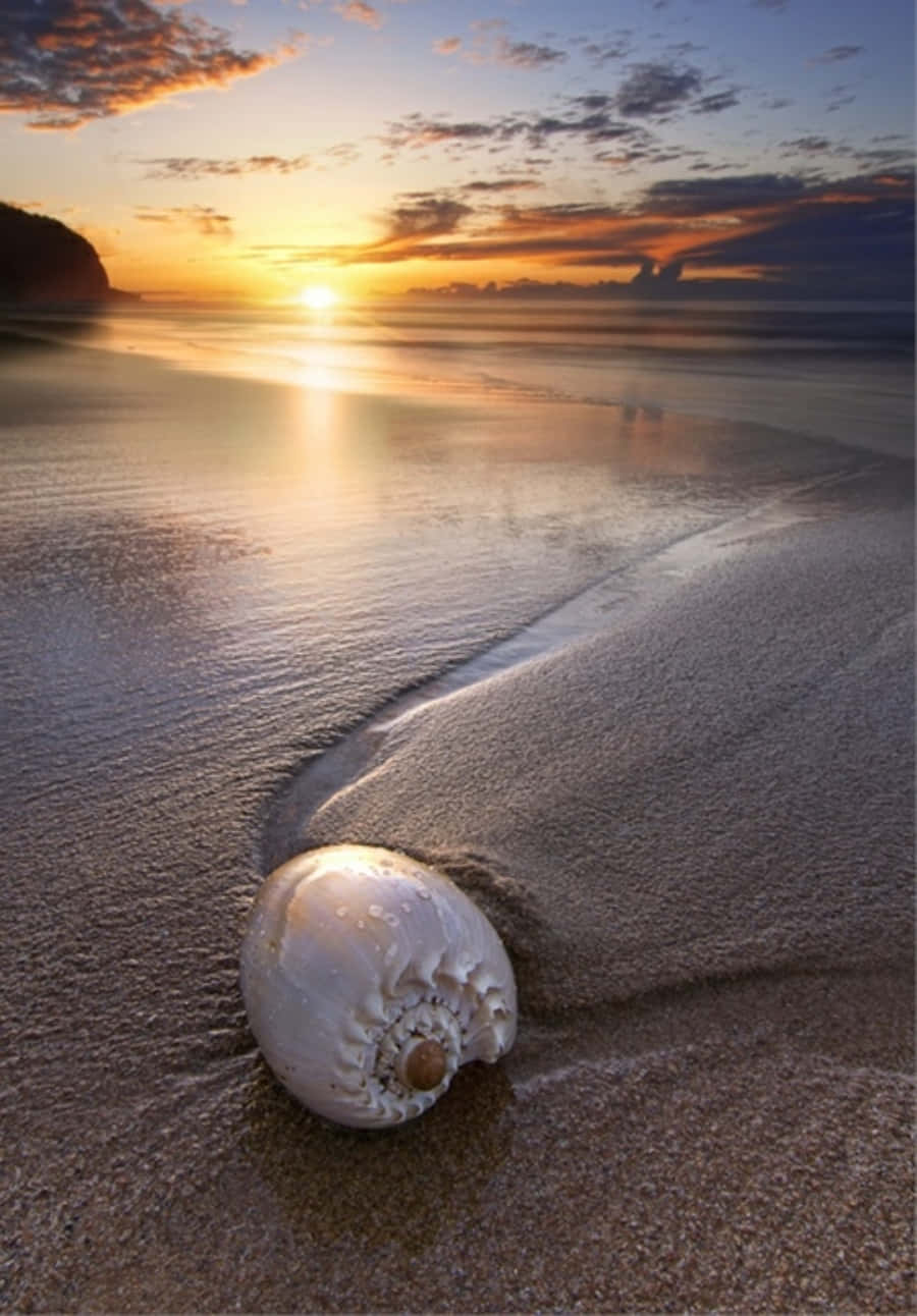 Shell 桌布 壁紙 — 一個純白色的貝殼躺在濕沙上，金色的夕陽光芒映照在平靜的海浪上。