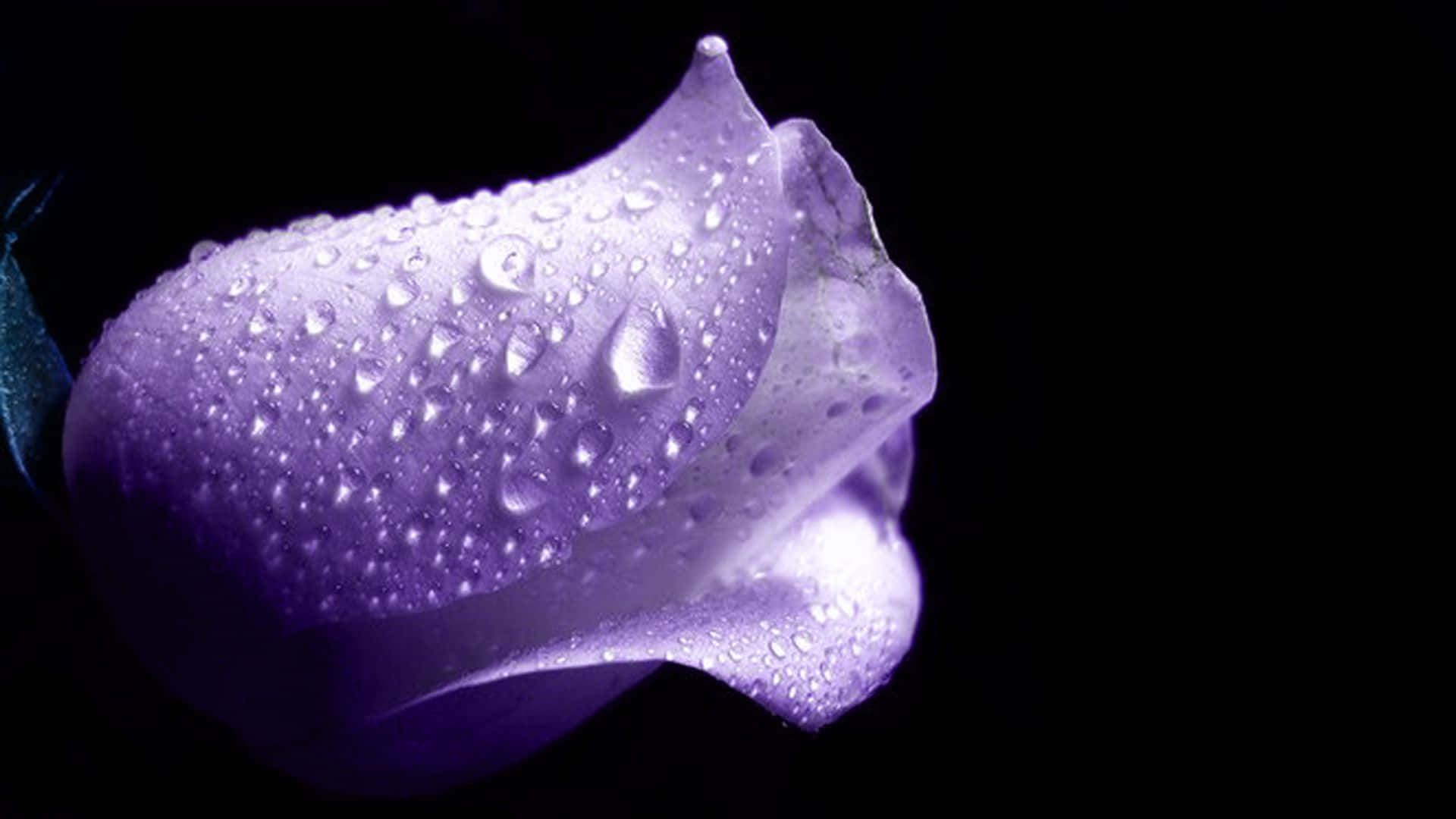 Abstract Rose 桌布 壁紙 — 一個紫色玫瑰花蕾的特寫，在純黑背景下閃爍著露珠。