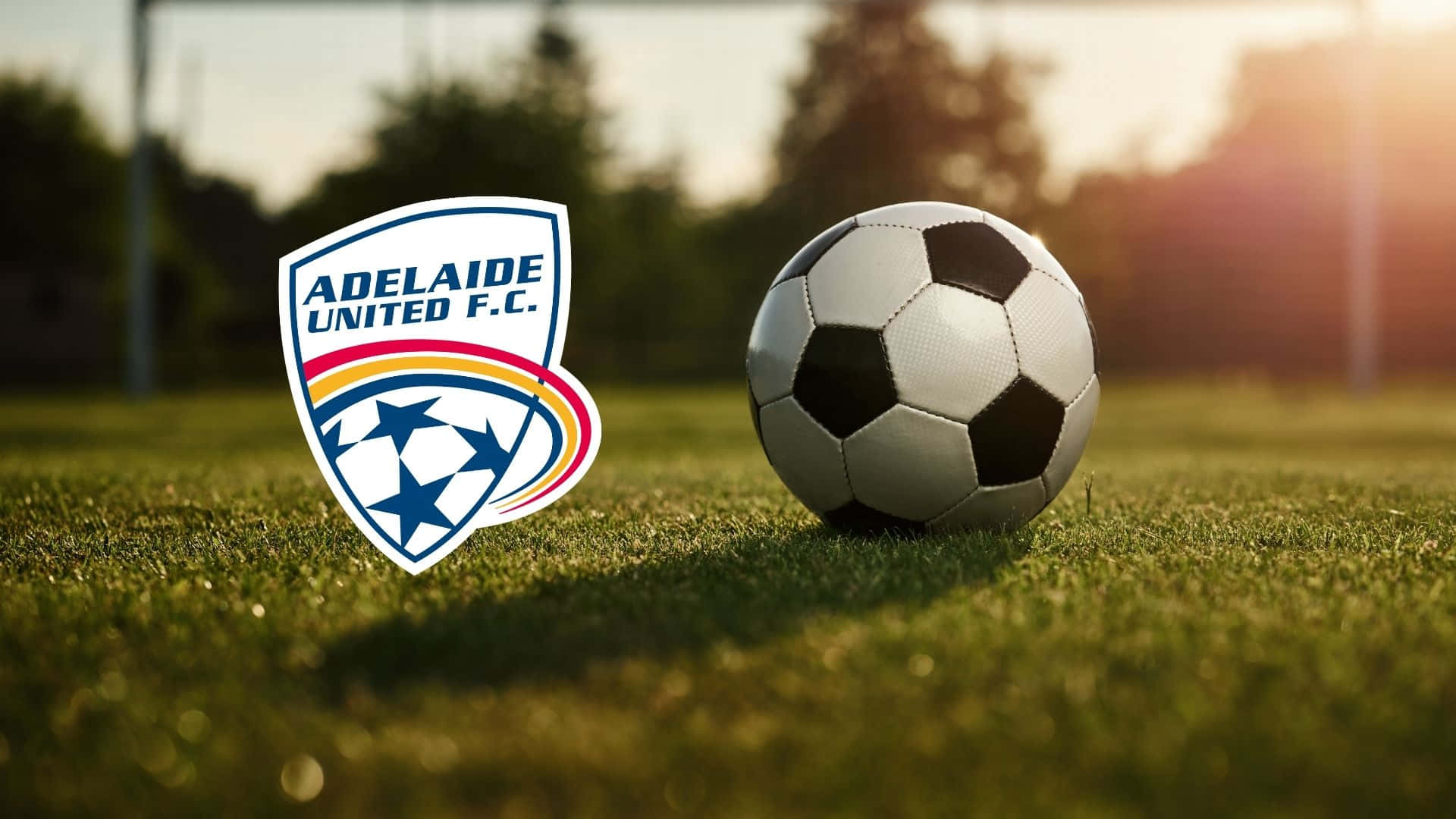 Adelaide United 桌布 壁紙 — 一個經典的黑白足球放在充滿活力的綠色草地上，旁邊是阿德萊德聯足球會的徽章，沐浴在溫暖的金色陽光下。