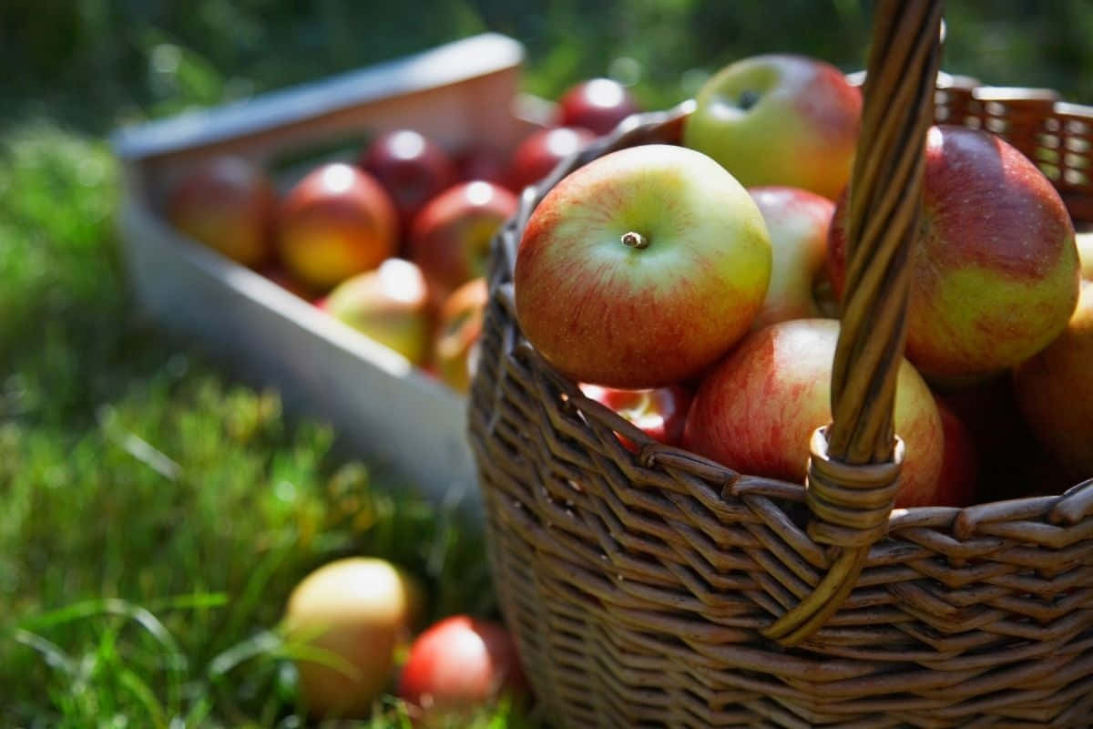 Fall Apples 桌布 壁紙 — 一個編織籃子裝滿了成熟的紅蘋果和青蘋果，放在陽光普照的草地上，旁邊有一個木箱。