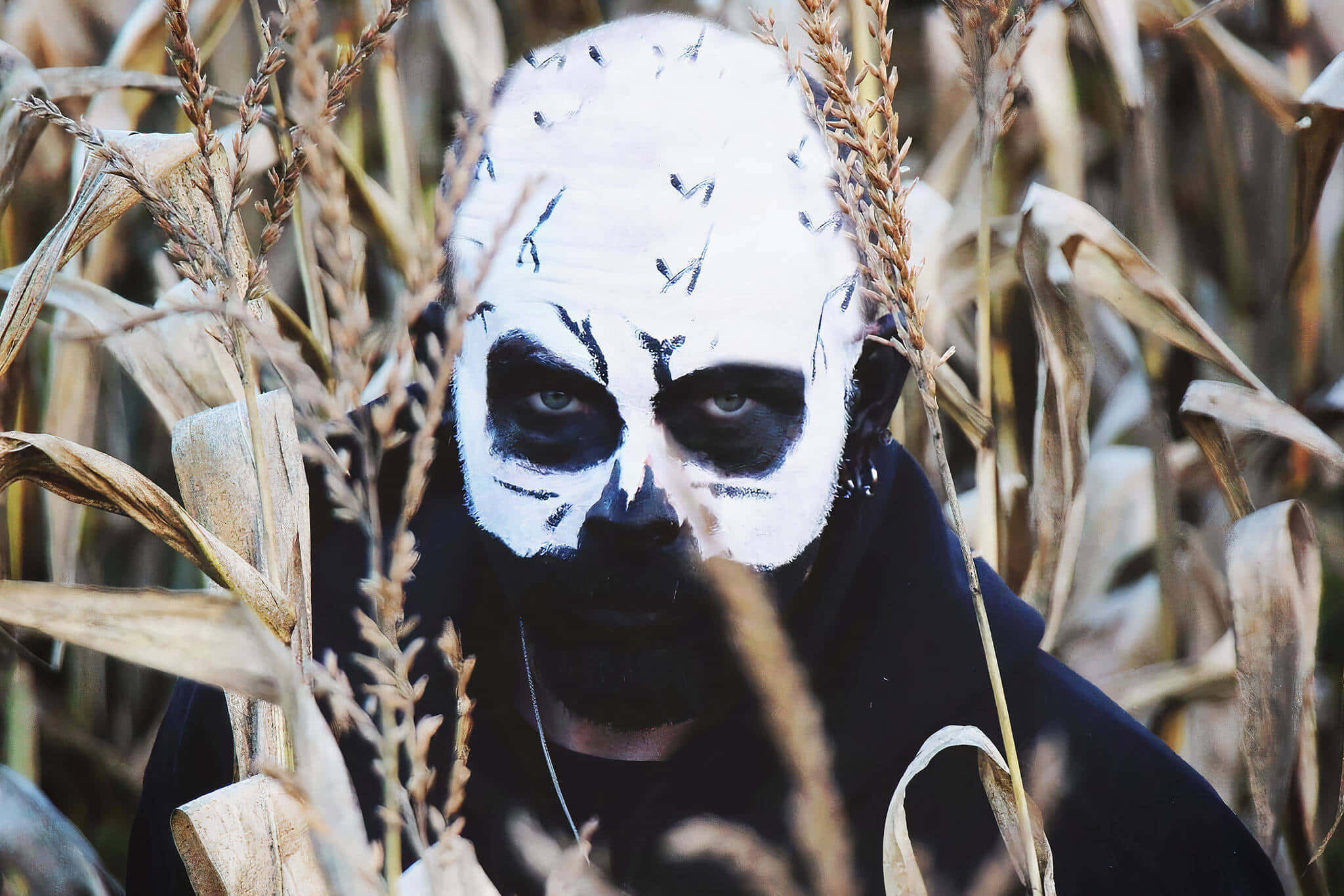 Haunted Corn Mazes 桌布 壁紙 — 一個臉上塗著鮮明白色和黑色顏料的人，在陰森的秋日田野中透過乾玉米稈窺視。