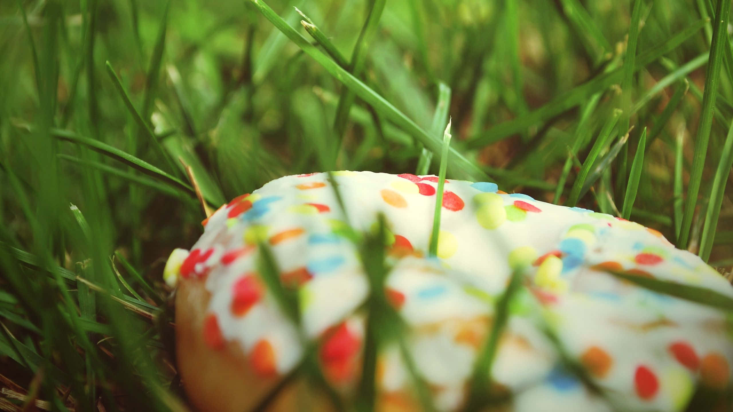 donuts 桌布 壁紙 — 一個色彩繽紛的糖針冬甩部分隱藏在充滿活力的綠色草葉之間，景深較淺。