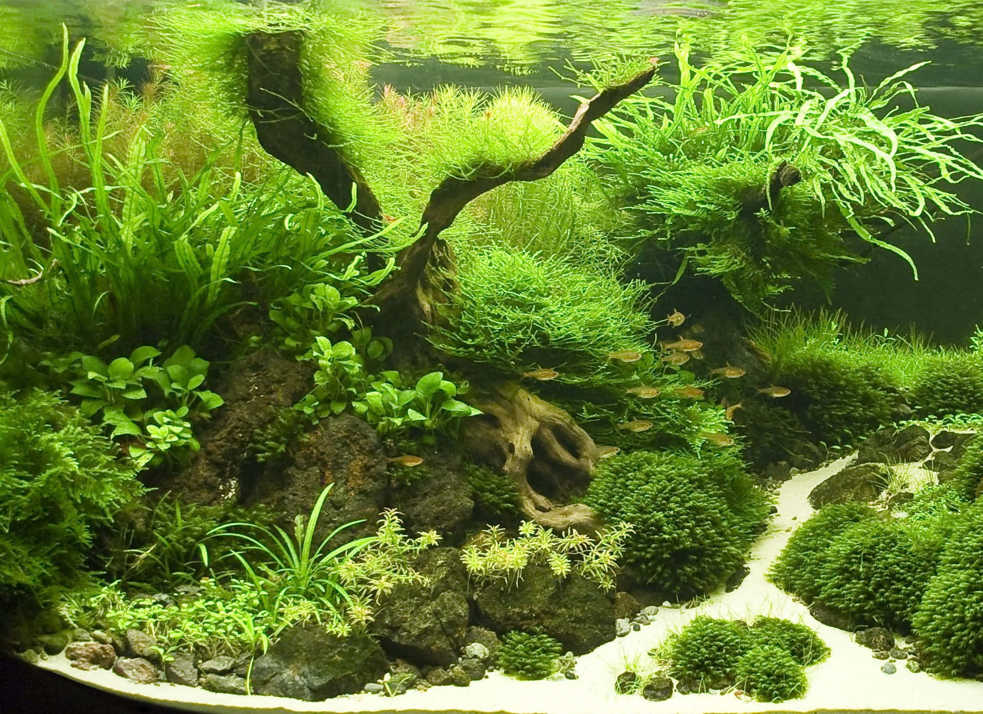 水族箱 桌布 壁紙 — 一個茂密的綠色水族景觀，有長滿苔蘚的石頭、沉木和清澈水中穿梭的魚。