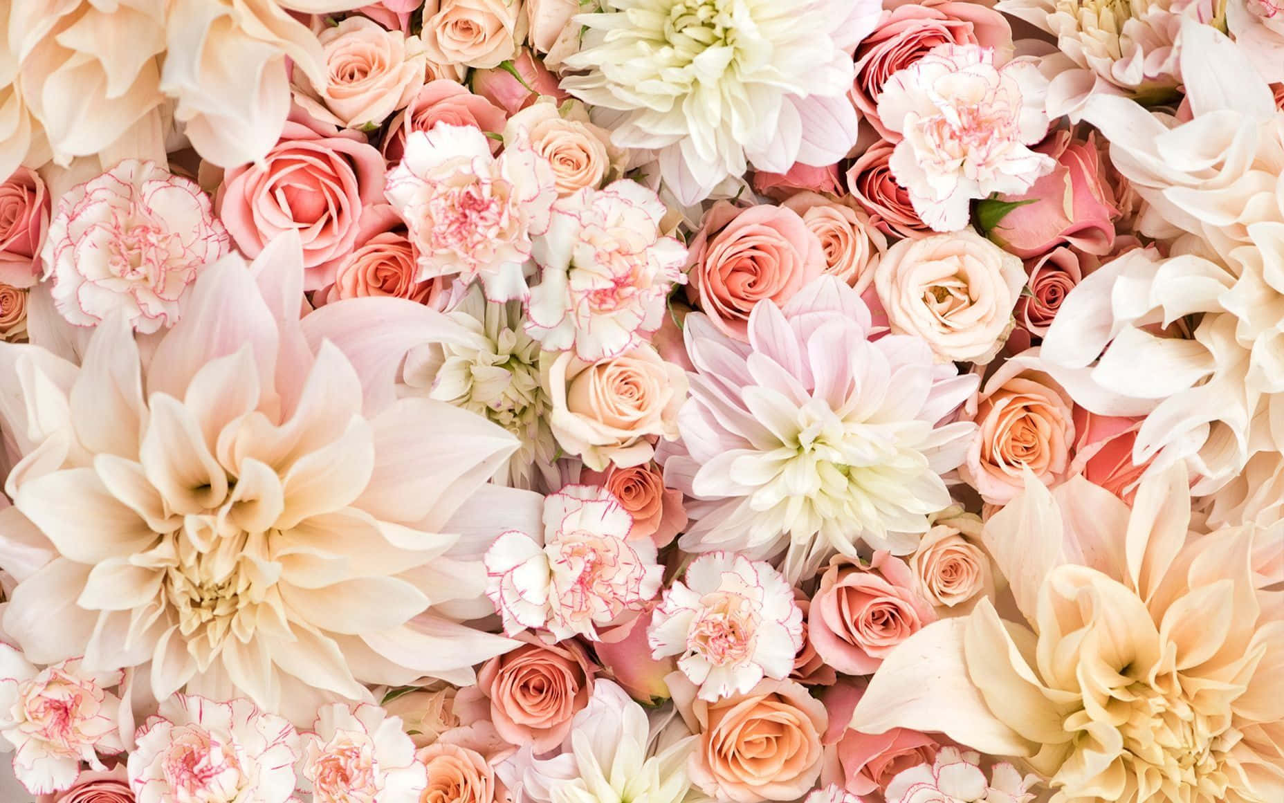 Aesthetic Rose 桌布 壁紙 — 一個茂密豐富的粉紅、蜜桃和奶油色調的花卉佈置，包括玫瑰、大麗花和康乃馨，在柔和自然光下。