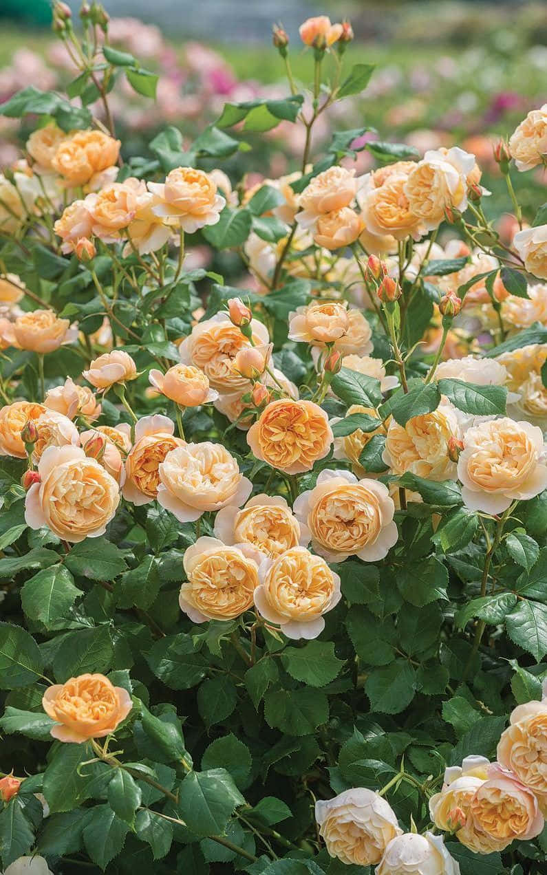 English Rose Garden 桌布 壁紙 — 一個茂盛的花園，充滿了鮮豔的蜜桃色和奶油色玫瑰，周圍環繞著深綠色樹葉。