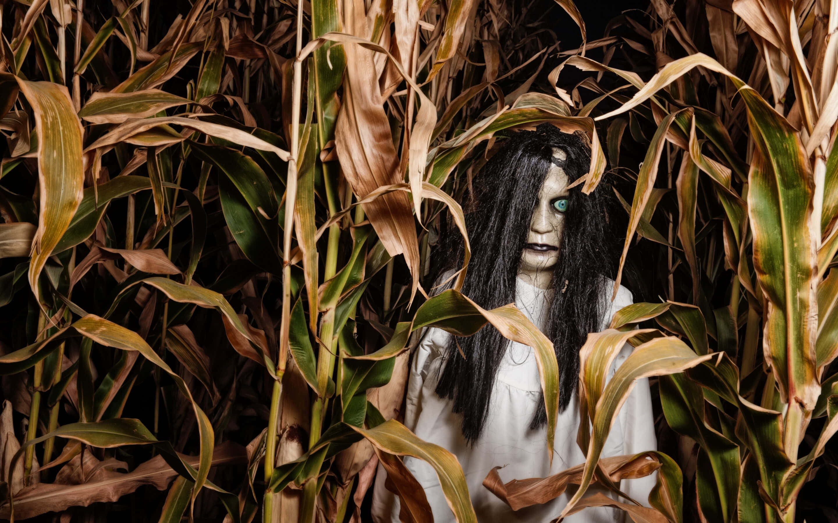 Haunted Corn Mazes 桌布 壁紙 — 一個蒼白的鬼影，帶着發光的藍色眼睛，從陰暗詭異的田野中高高的乾玉米稈間窺視。