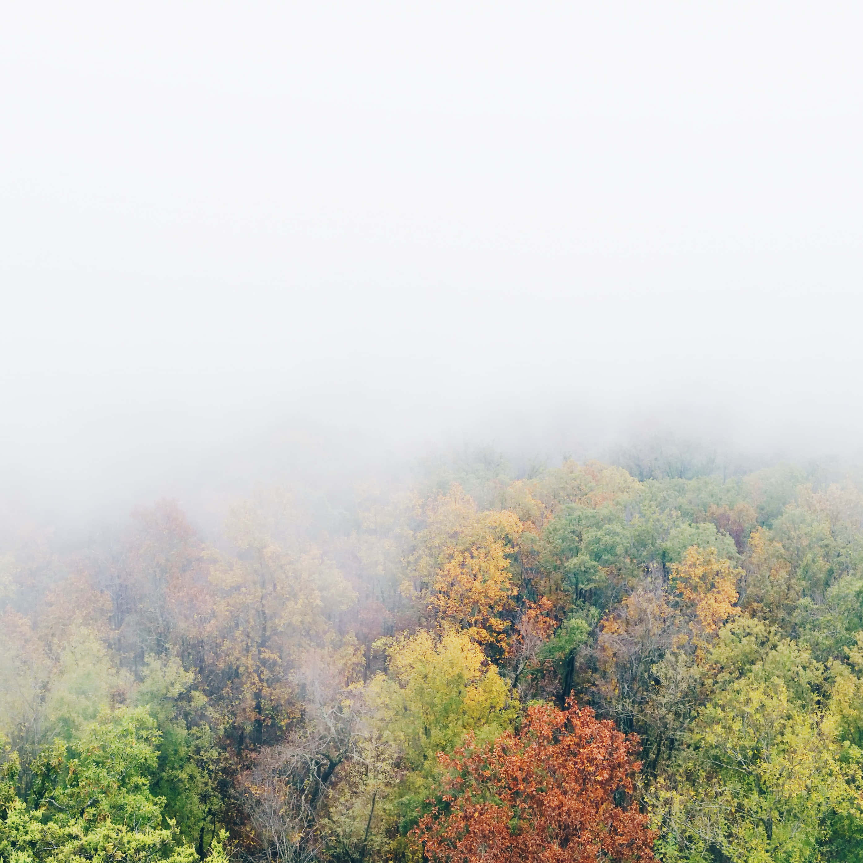 Fall Fog 桌布 壁紙 — 一個薄霧籠罩的秋日森林，樹木呈現鮮豔的橙色、黃色和綠色色調，部分被柔和的霧氣遮擋。