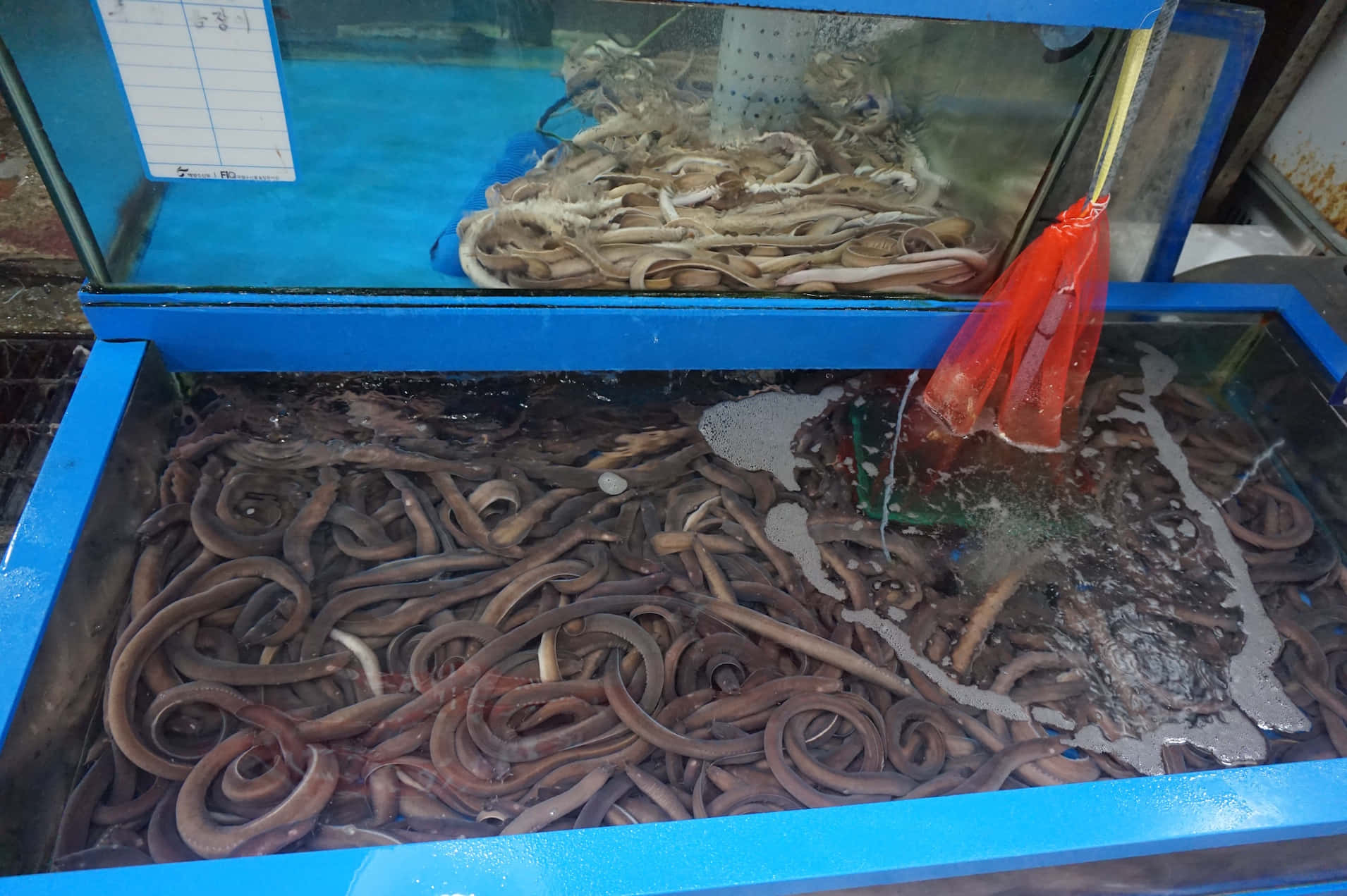 Hagfish 桌布 壁紙 — 一個藍色調的水族箱在明亮的市場燈光下，充滿了扭動的鰻魚和海參。