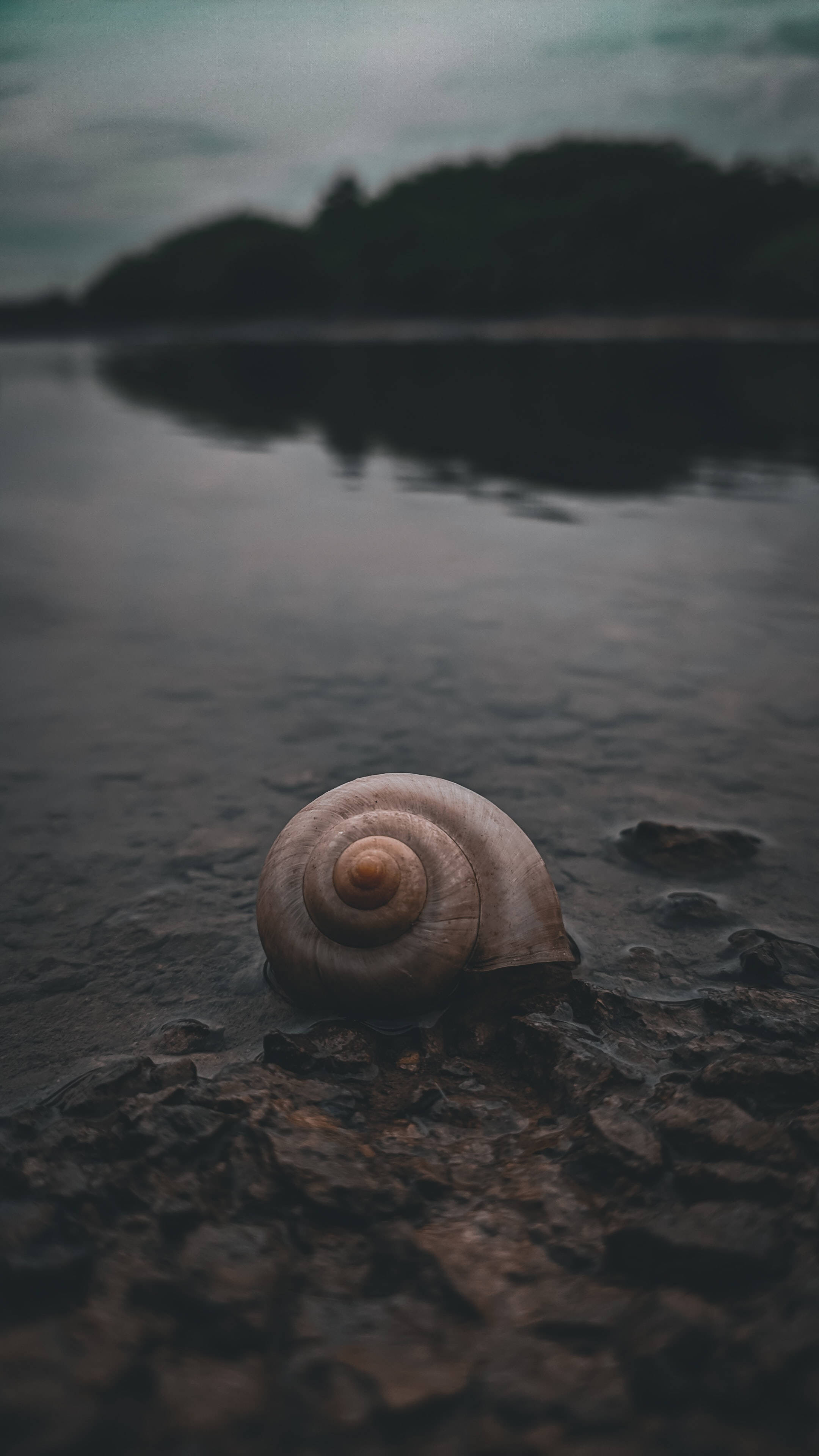 Snail 桌布 壁紙 — 一個螺旋形貝殼擱在陰天下一片平靜、霧氣瀰漫的湖邊濕岩石上。