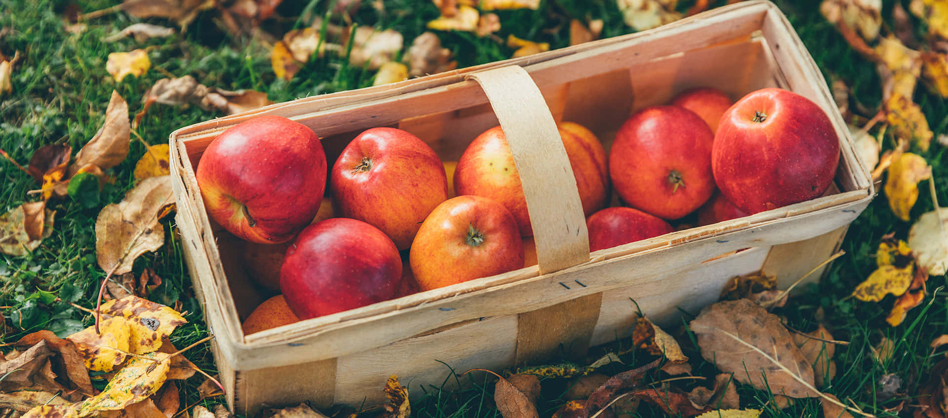 Fall Apples 桌布 壁紙 — 一個裝滿成熟紅蘋果的木籃子放在草地上，周圍是金色的秋葉。