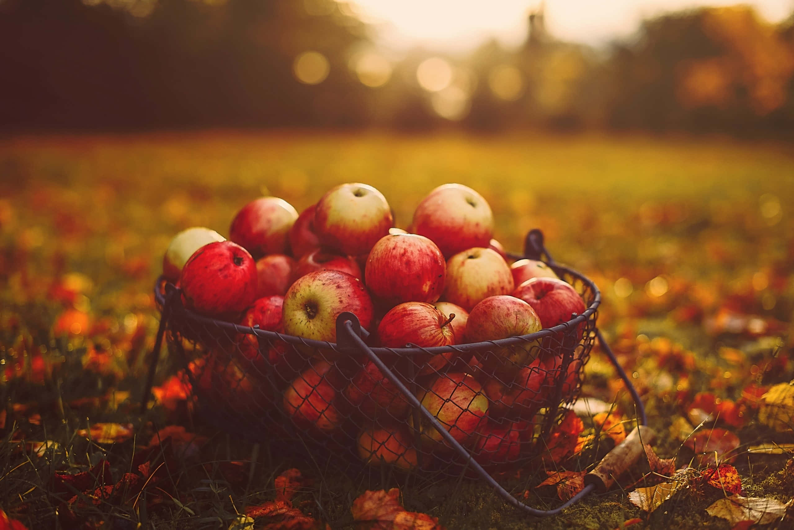 Autumn Food 桌布 壁紙 — 一個裝滿紅蘋果的鐵絲籃子放在陽光明媚的田野裡，散落著秋天的落葉。