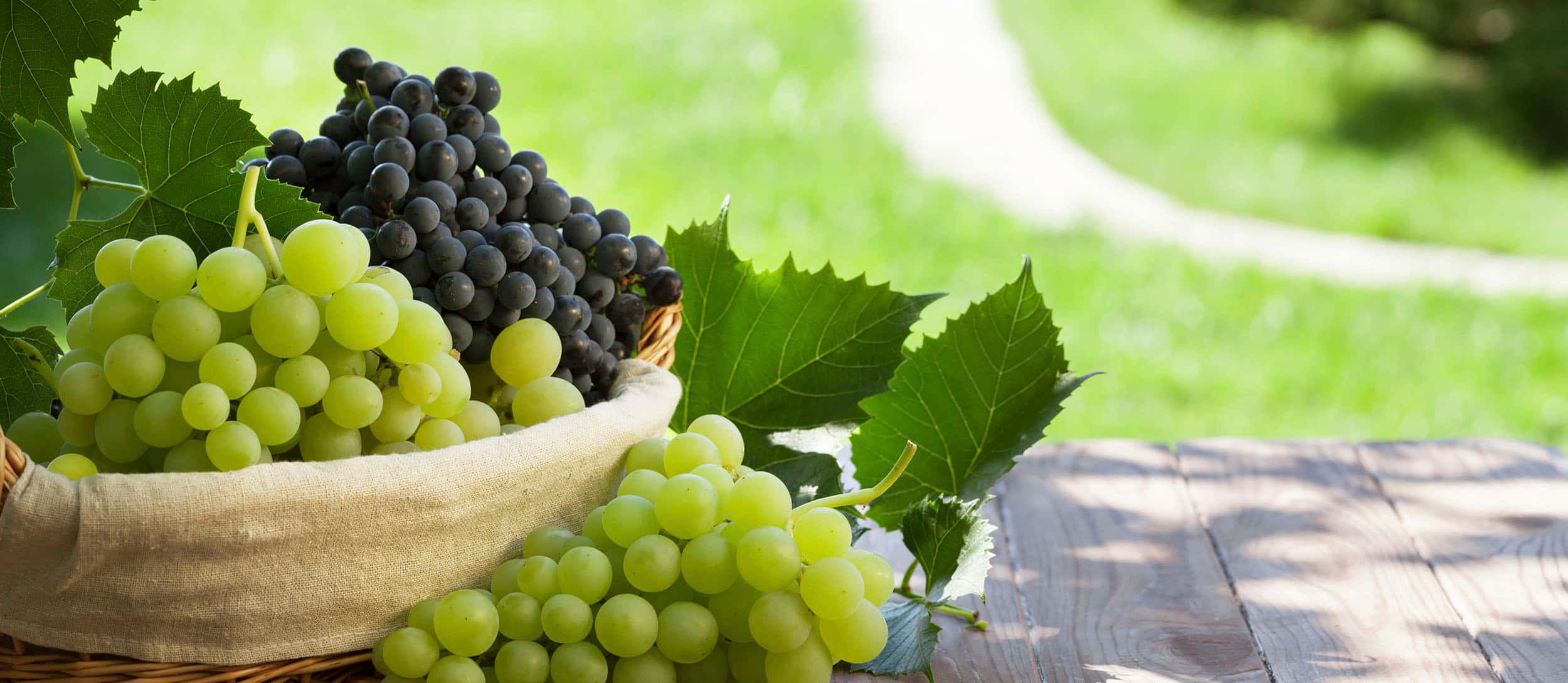 Grapes 桌布 壁紙 — 一個裝滿綠色和黑色葡萄的籃子放在木桌上，在明亮的陽光下，背景有茂密的綠葉和草地小徑。