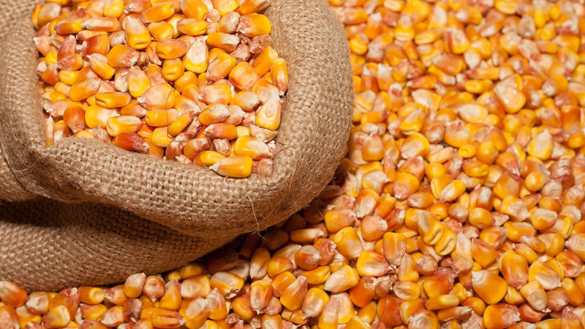 Corn 桌布 壁紙 — 一個裝滿金色粟米粒的麻布袋溢出，倒在類似粟米粒的床上，特寫鏡頭。