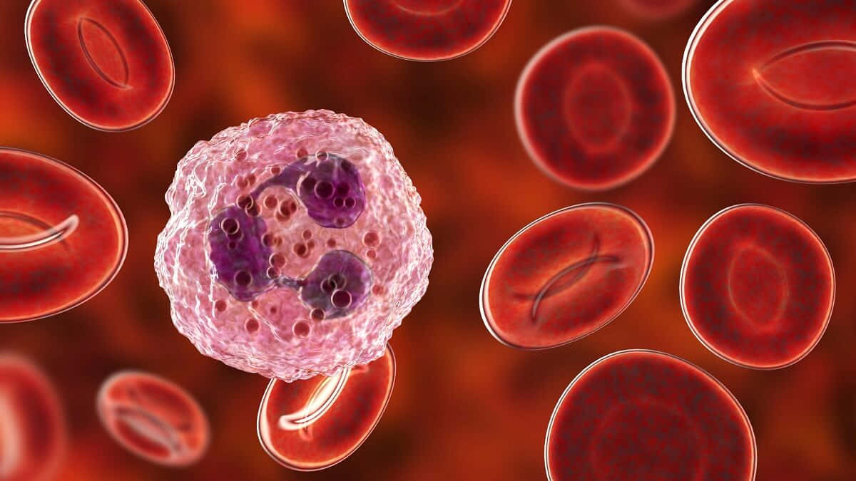 Red Blood Cells 桌布 壁紙 — 一個詳細的3D渲染，顯示一個白血球被紅血球包圍在溫暖的紅色血流中。