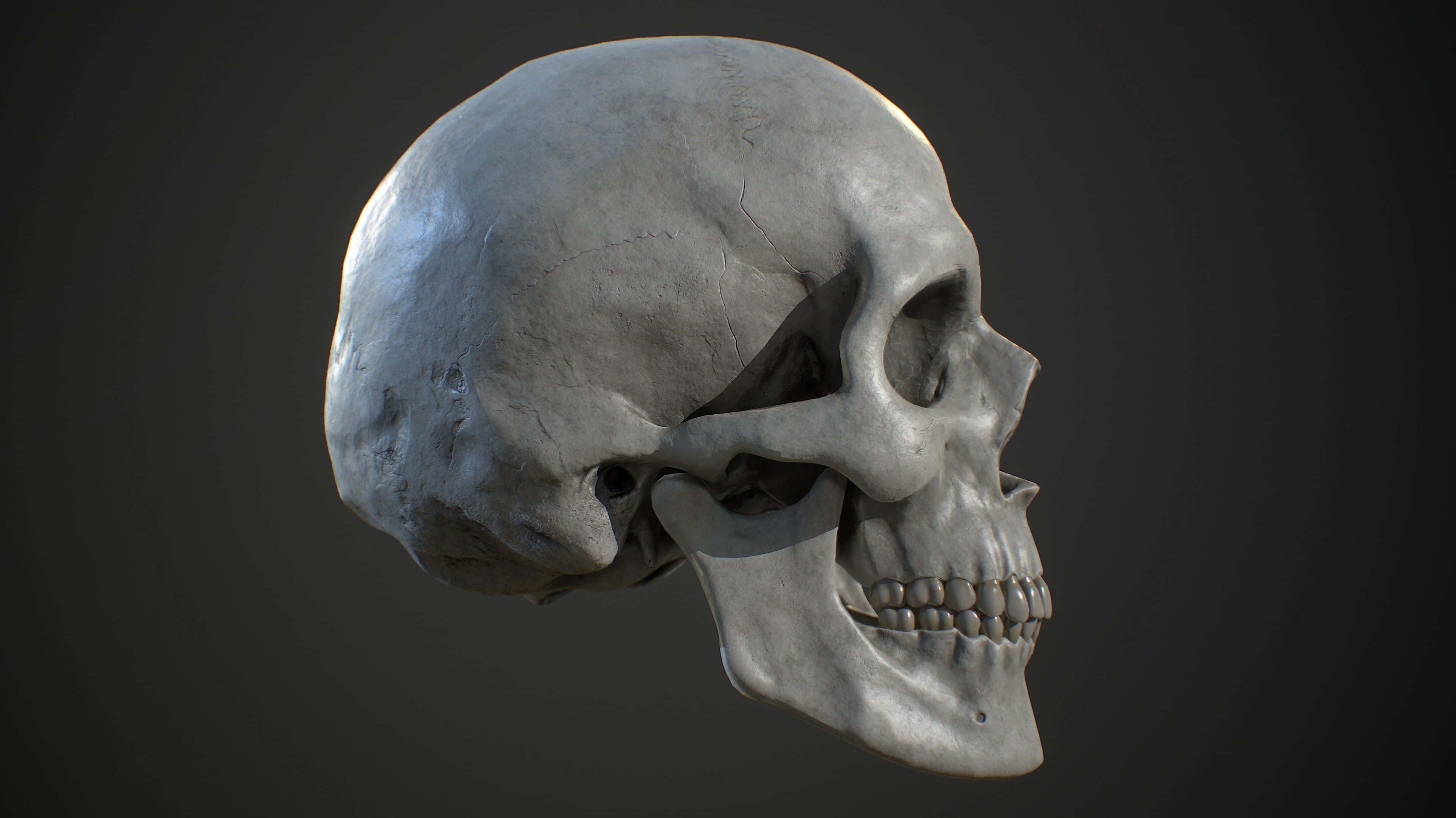 3d Skull 桌布 壁紙 — 一個詳細的3D渲染人類頭骨，側面展示，背景為深灰色，柔和光線突出其紋理骨骼結構。