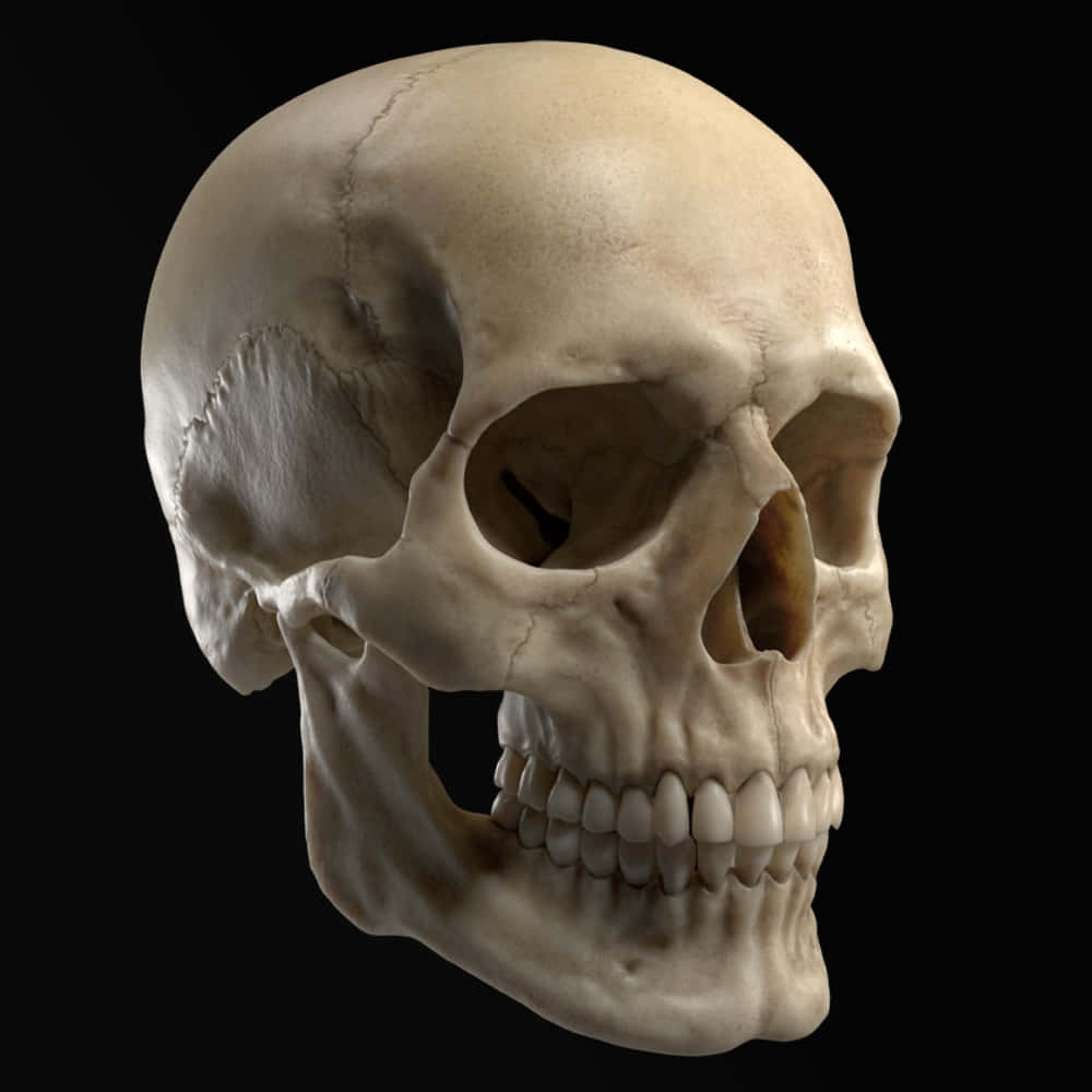 3d Skull 桌布 壁紙 — 一個詳細的人類頭骨，帶有可見的骨質紋理和縫合線，置於純黑色背景上。