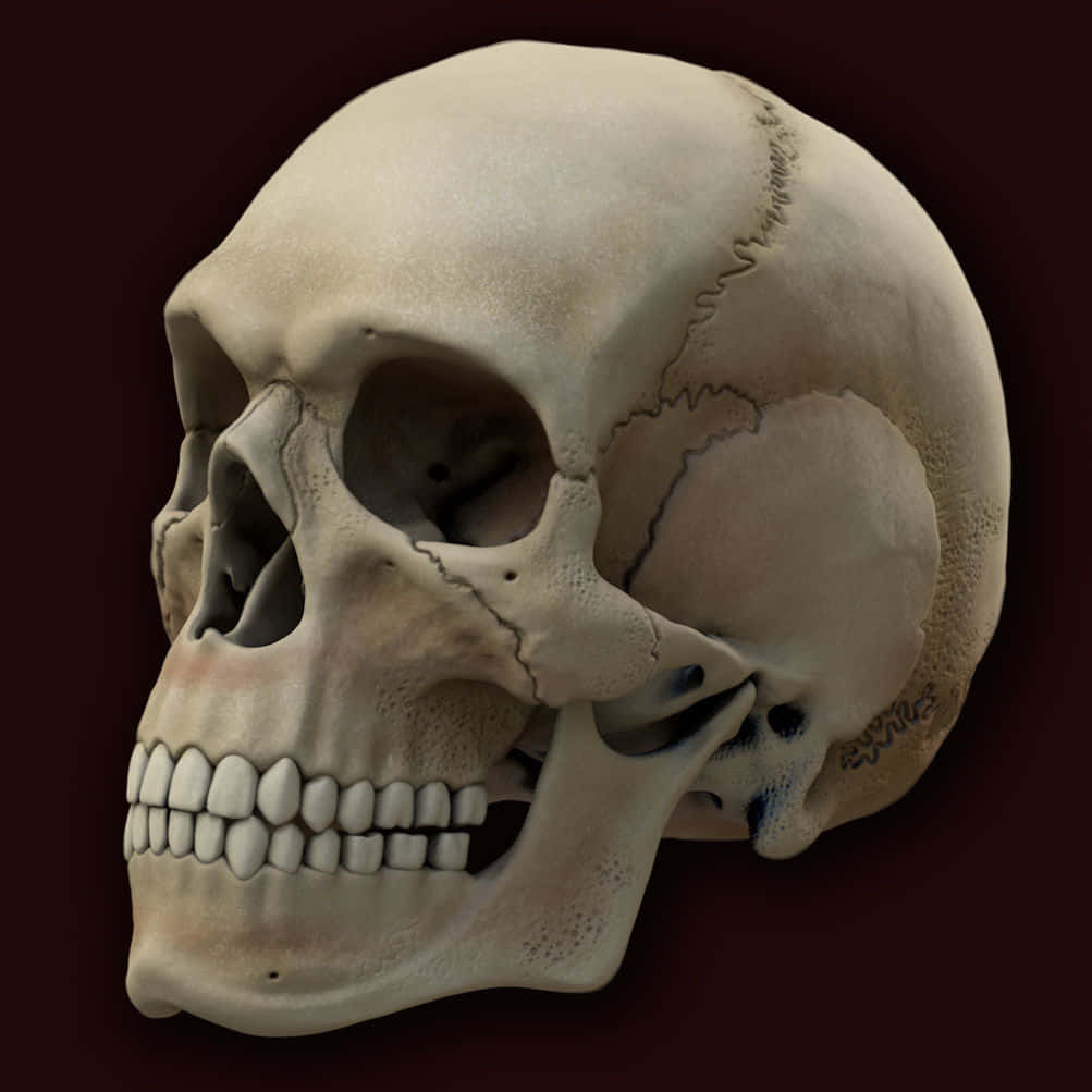 3d Skull 桌布 壁紙 — 一個詳細的人類頭骨，帶有可見裂縫和藍色墨水標記，置於深栗色背景上。