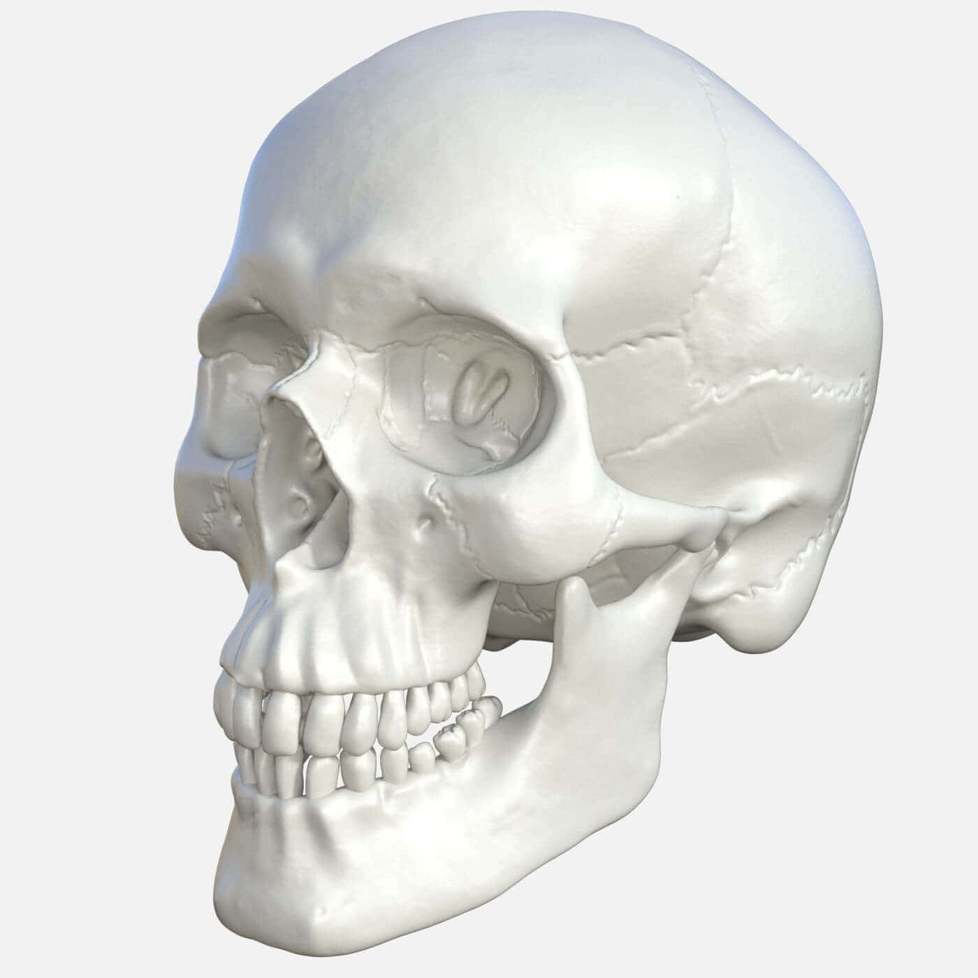 3d Skull 桌布 壁紙 — 一個詳細的白色人類頭骨，以3d渲染，帶有柔和光線，背景簡潔。