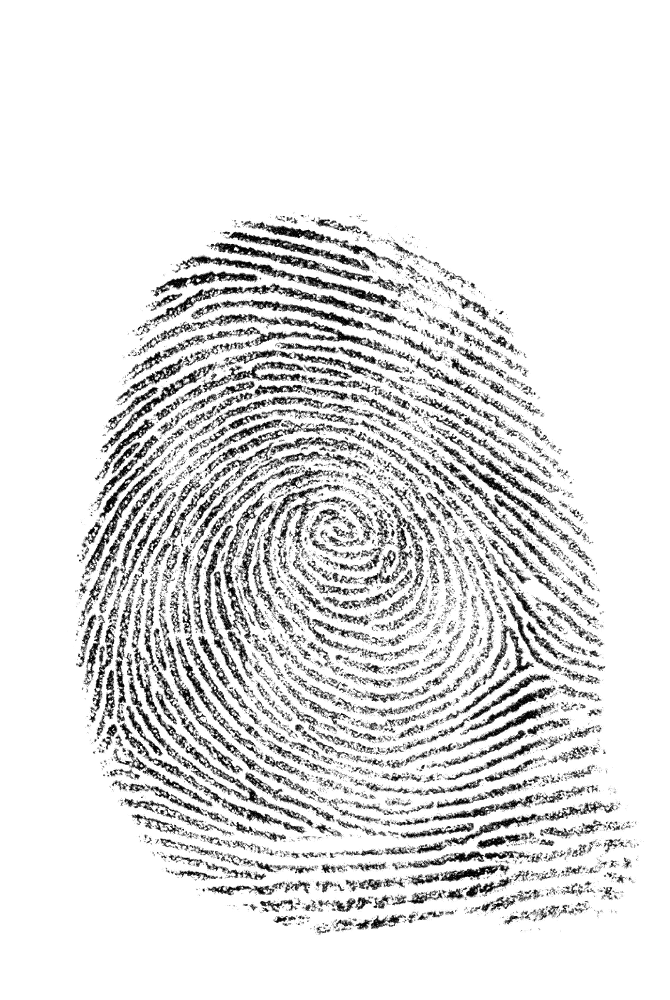 Fingerprint 桌布 壁紙 — 一個詳細的黑白指紋漩渦圖案，孤立在純白色背景上。