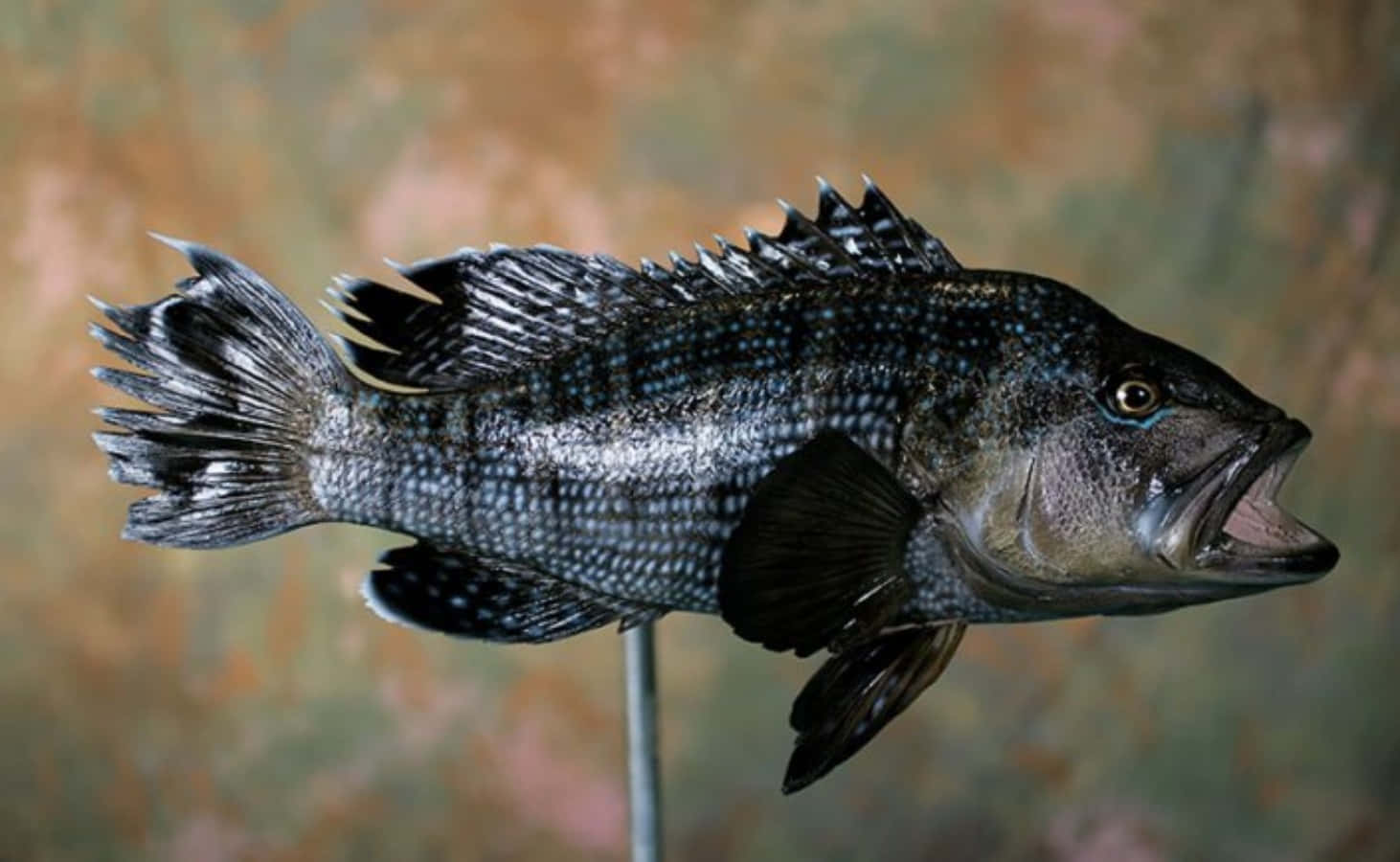 Black Sea Bass 桌布 壁紙 — 一個詳細的黑色斑點魚標本，安裝在支架上，背景為斑駁的棕色。
