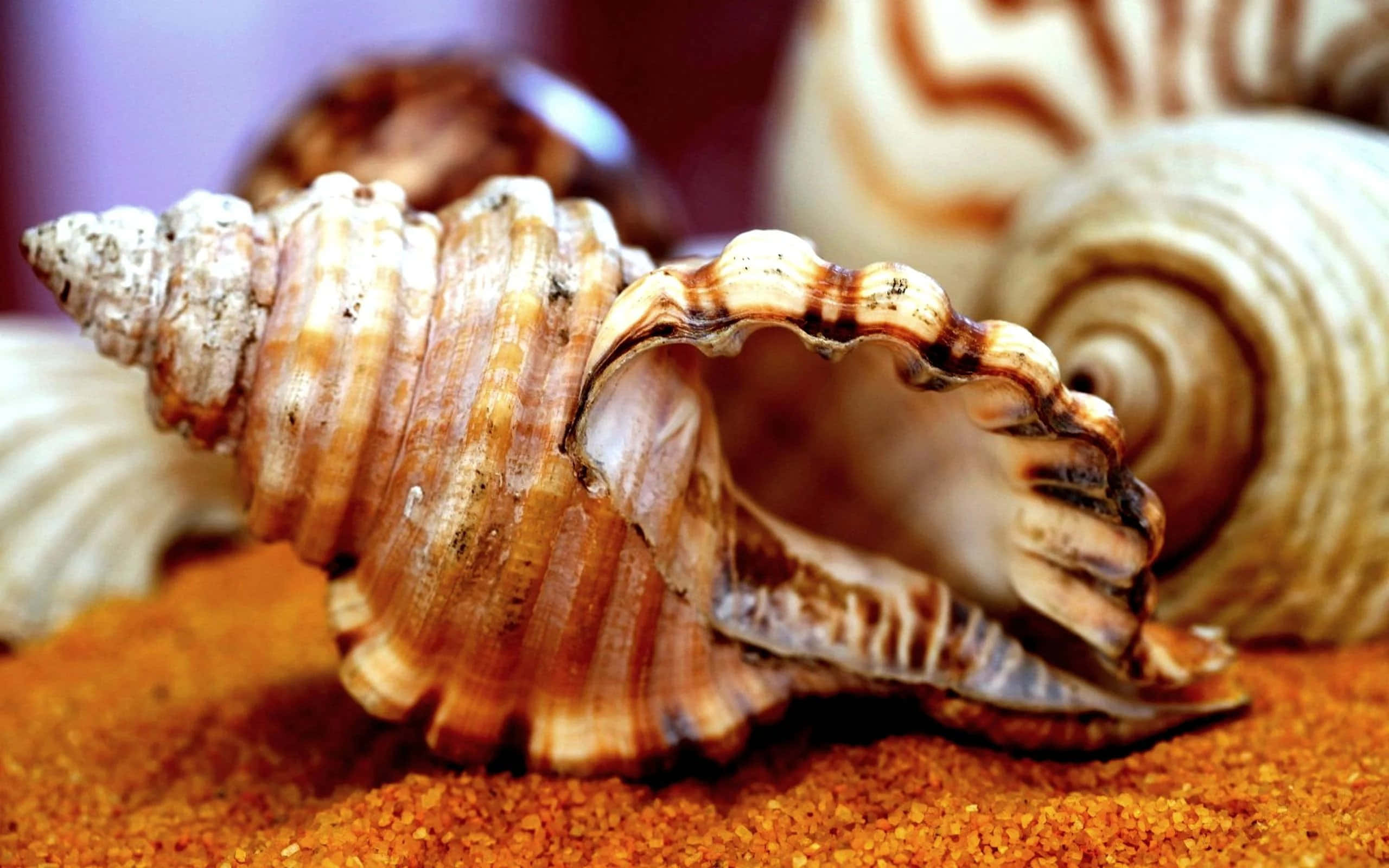 Shell 桌布 壁紙 — 一個詳細螺旋貝殼的特寫，帶有棕色和奶油色條紋，放在橙色沙子上，背景有模糊的貝殼。