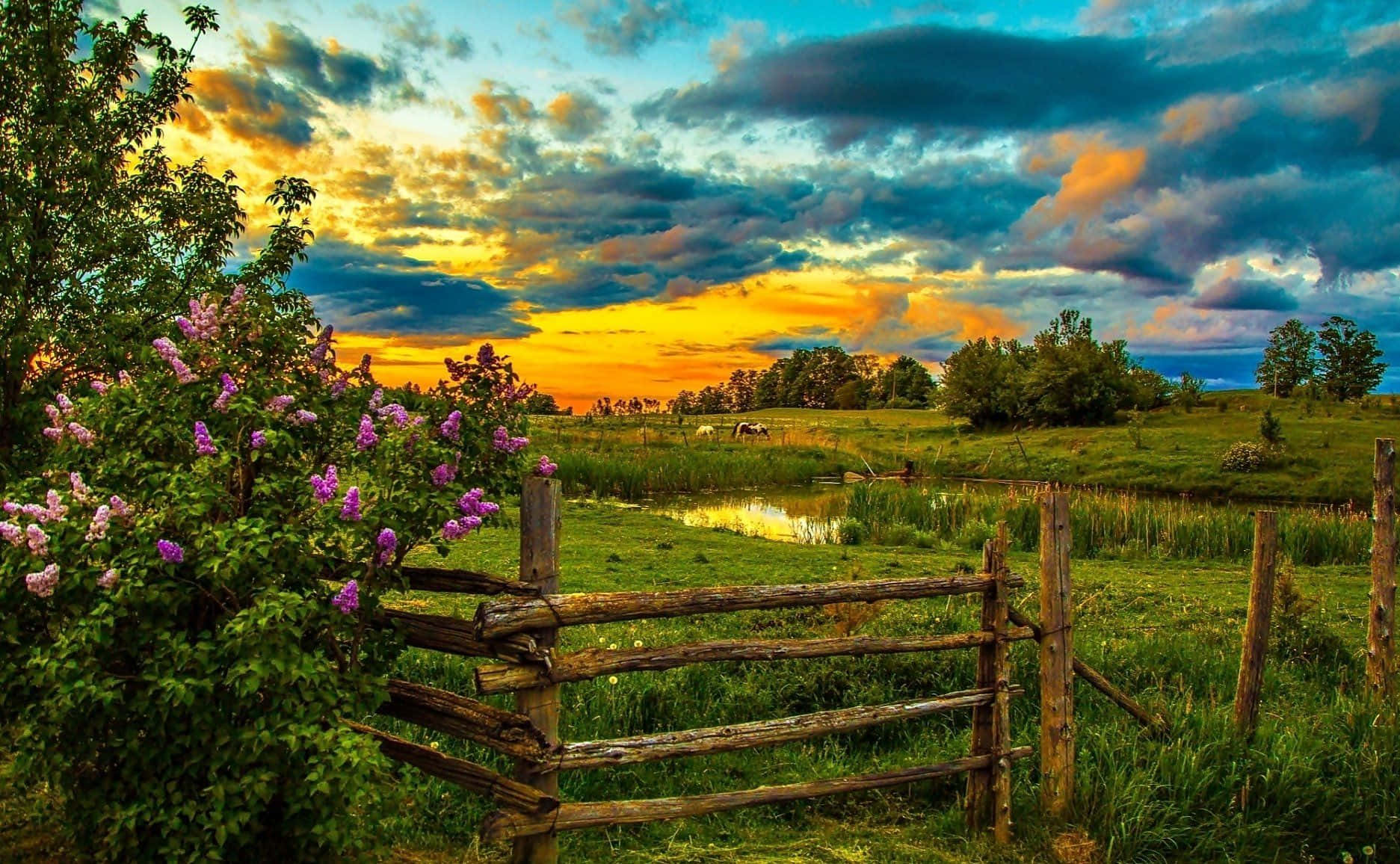 Spring Sunset 桌布 壁紙 — 一個質樸的木柵欄框住了一個充滿活力的日落，映照在一個長滿紫色花朵的翠綠田野和一個平靜的池塘上，池塘倒映著天空。